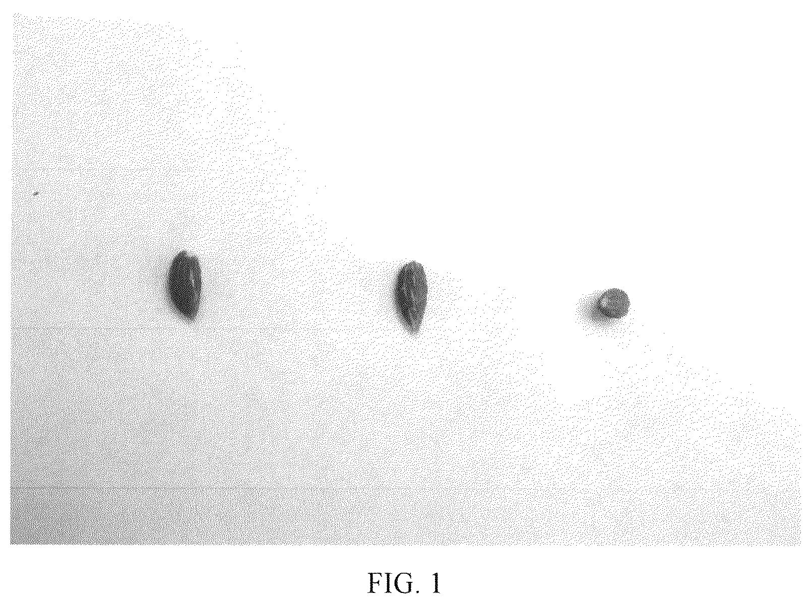 Patent USPP036662 Figure 1 – Olive tree named ‘I 24’