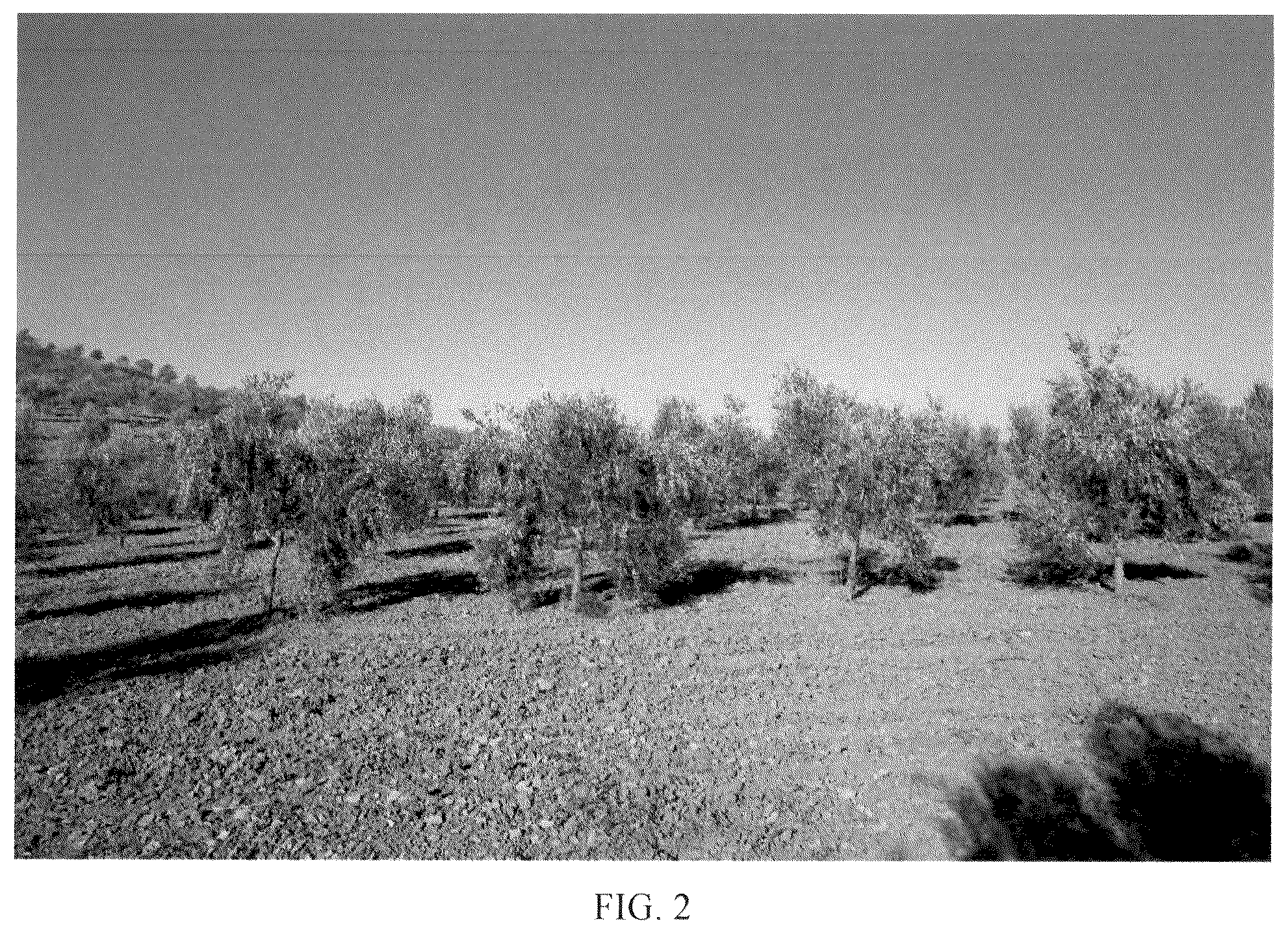 Patent USPP036662 Figure 2 – Olive tree named ‘I 24’