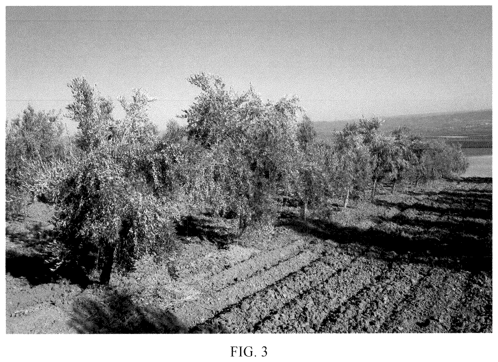Patent USPP036662 Figure 3 – Olive tree named ‘I 24’
