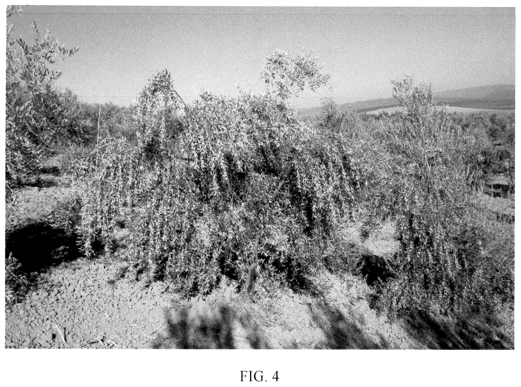 Patent USPP036662 Figure 4 – Olive tree named ‘I 24’