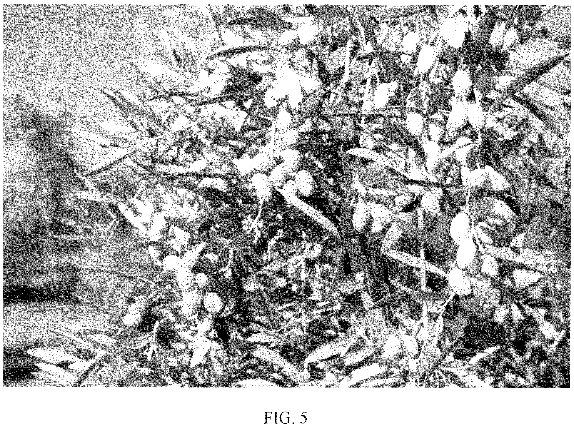Patent USPP036662 Figure 5 – Olive tree named ‘I 24’