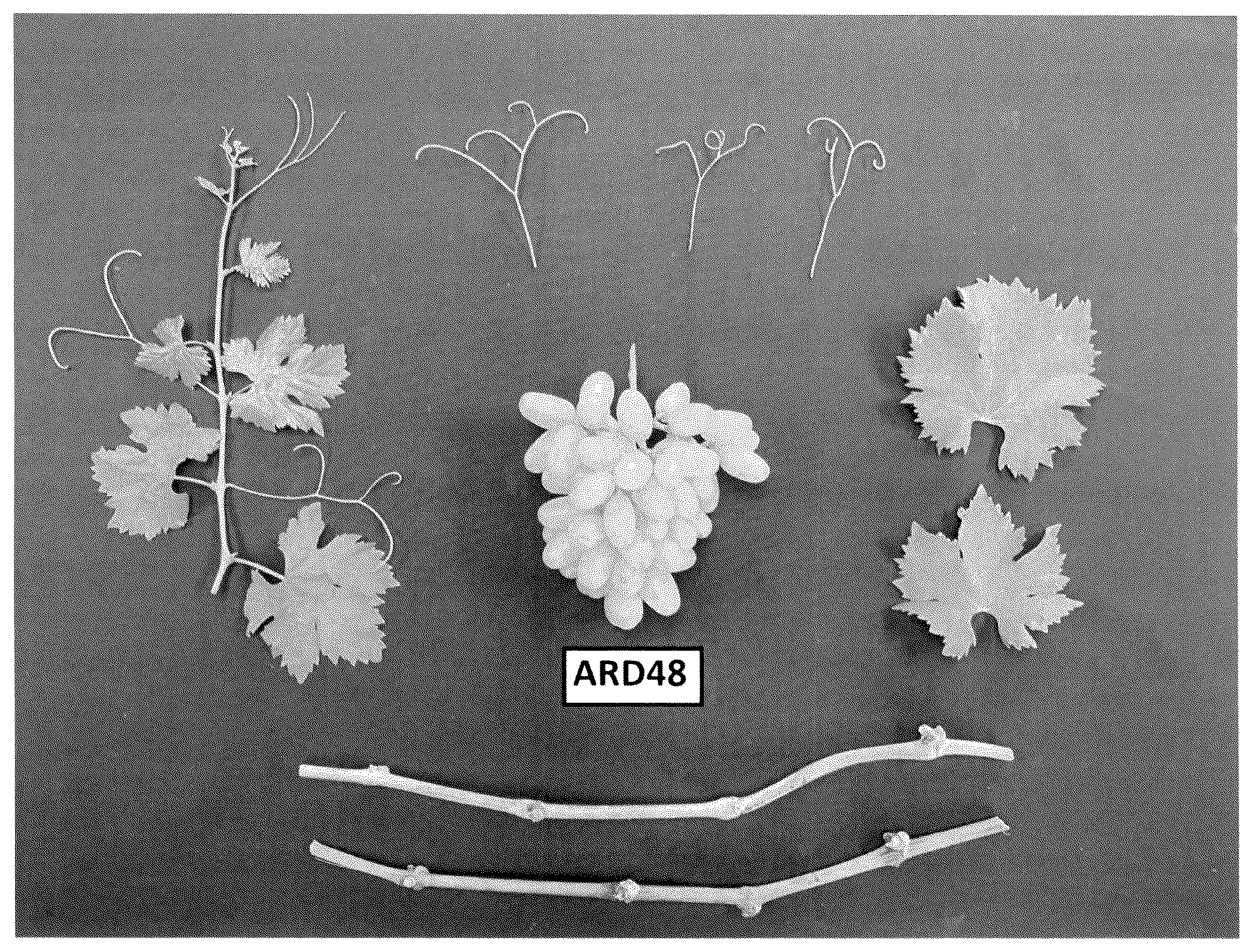 Patent USPP036663 — Seedless grapevine plant named ‘ARD48’ — Figure 1