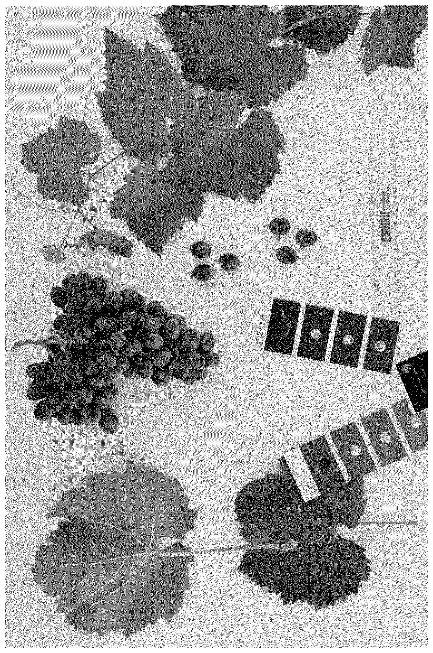 Patent USPP036664 Figure 1 – Grapevine plant named ‘BLOMG05’