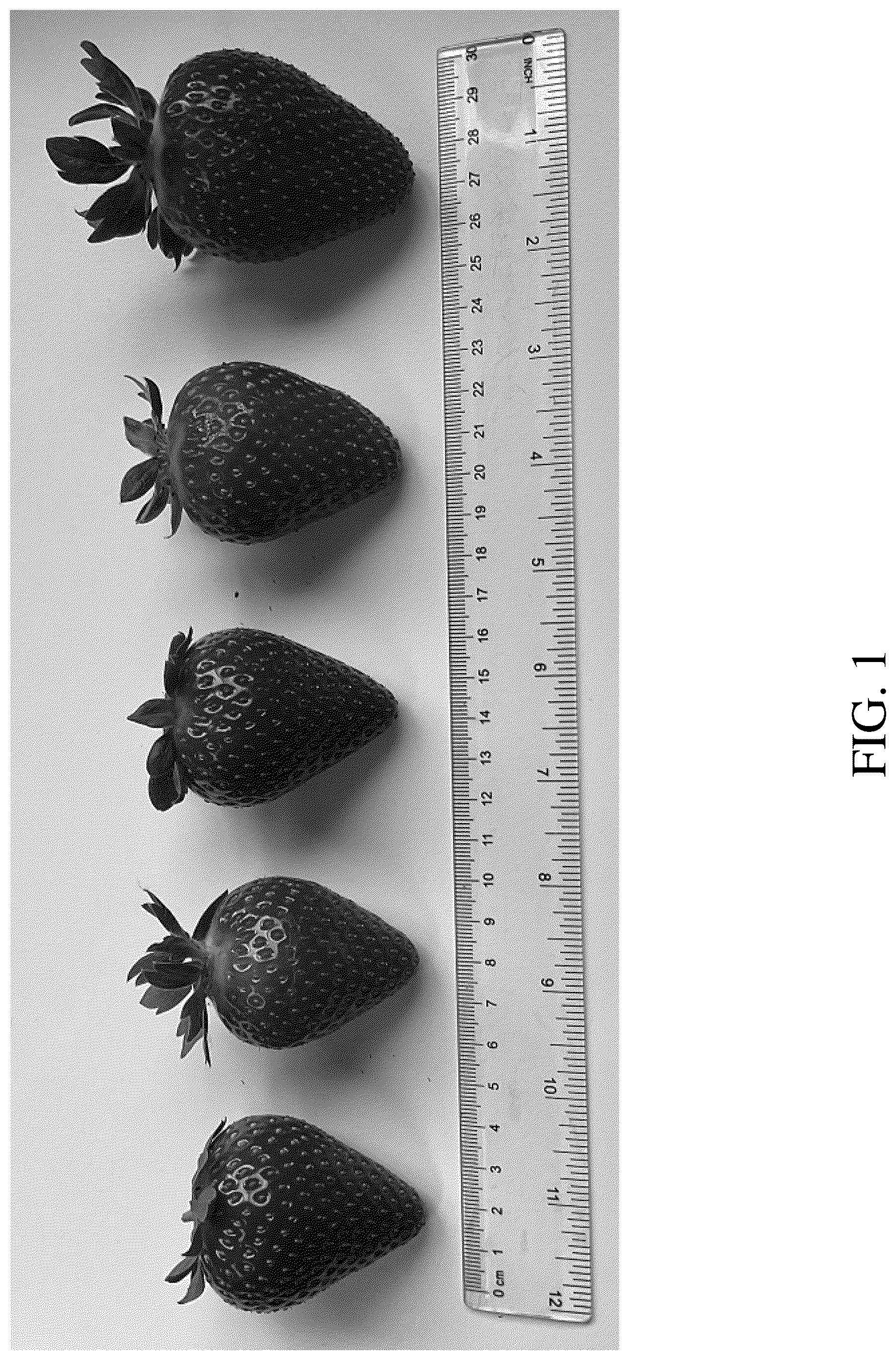 Patent USPP036665 — Strawberry plant named ‘DrisStrawOneHundredEight’ — Figure 1