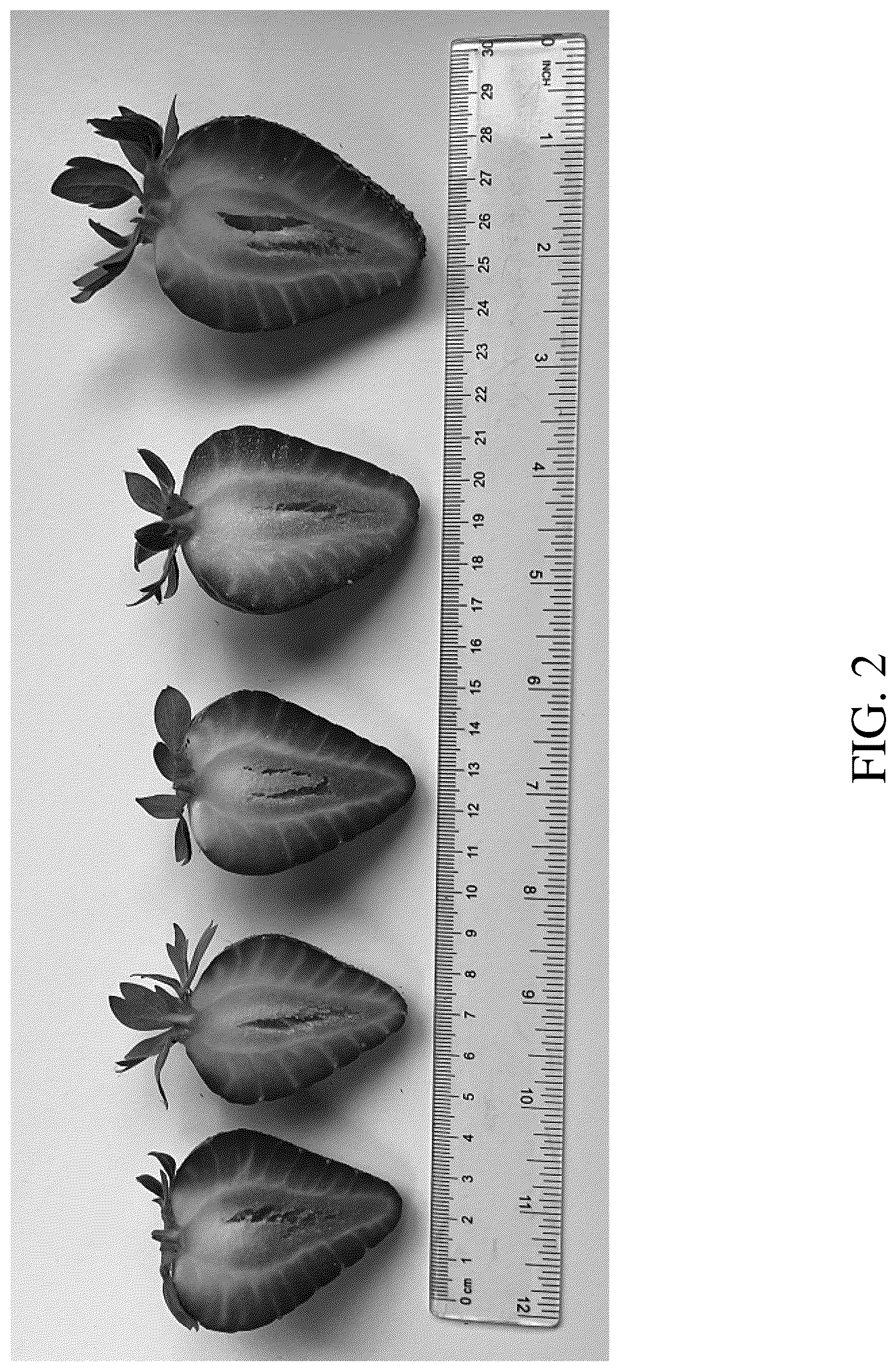 Patent USPP036665 Figure 2 – Strawberry plant named ‘DrisStrawOneHundredEight’