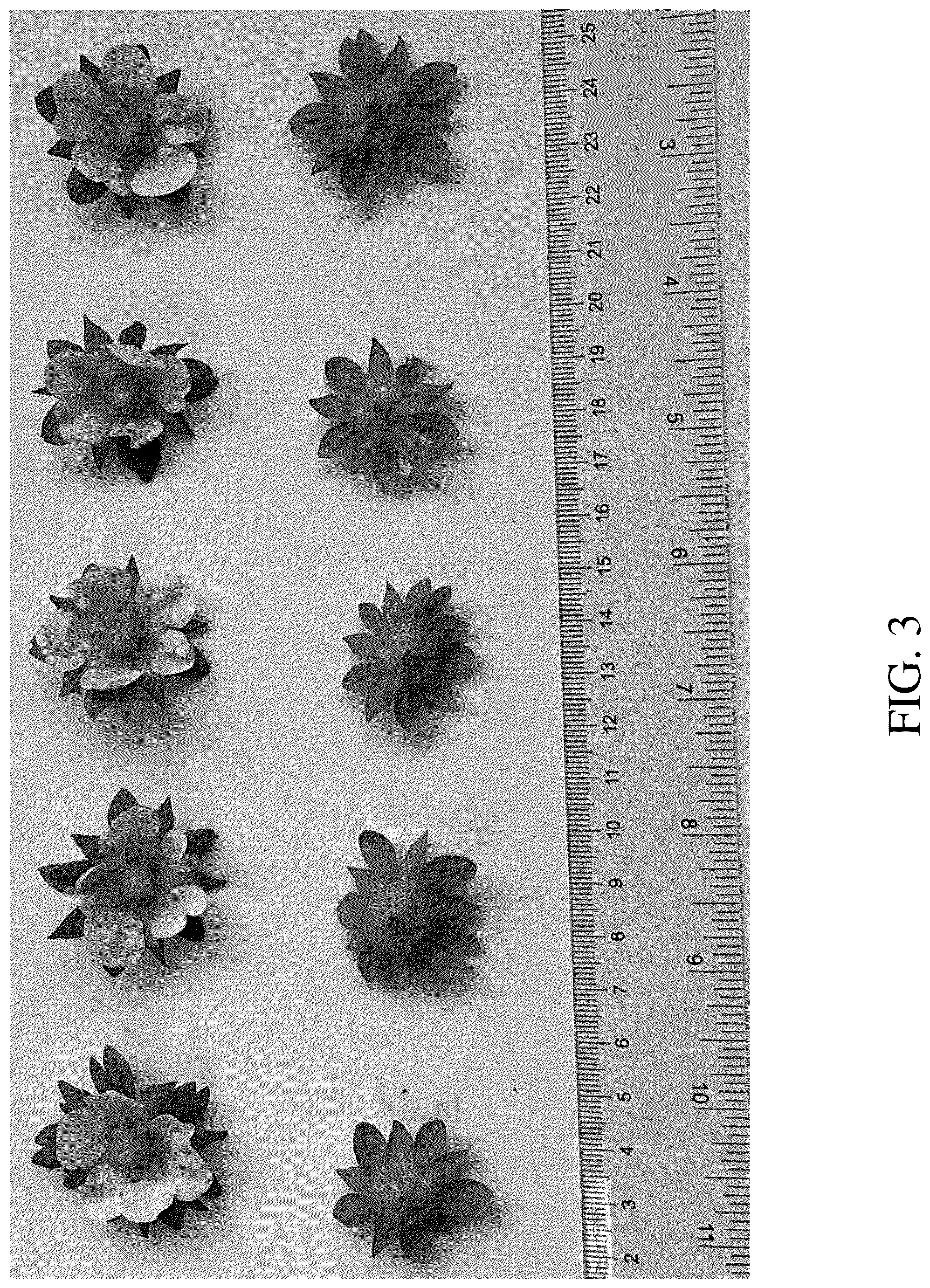 Patent USPP036665 Figure 3 – Strawberry plant named ‘DrisStrawOneHundredEight’