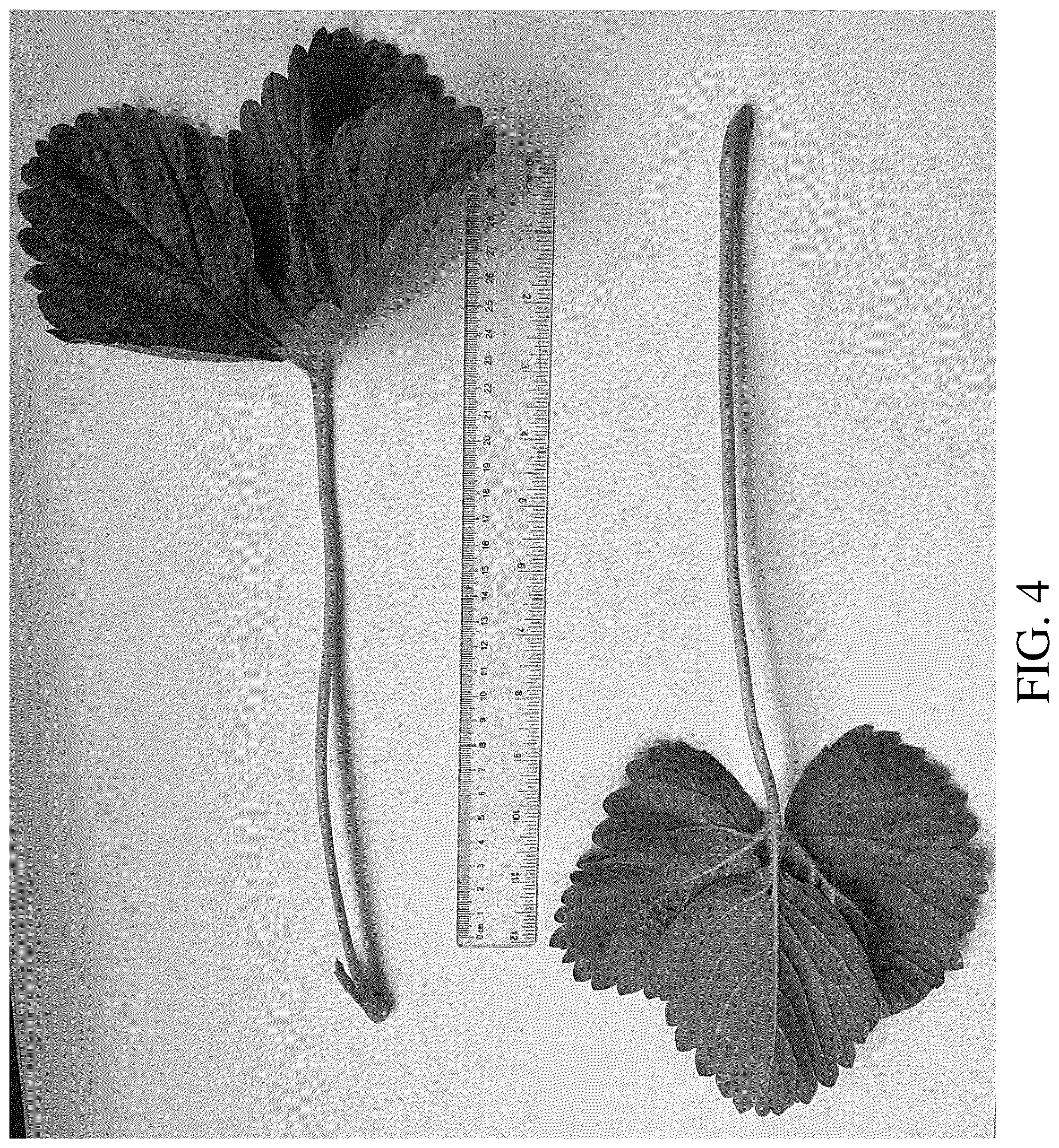Patent USPP036665 Figure 4 – Strawberry plant named ‘DrisStrawOneHundredEight’