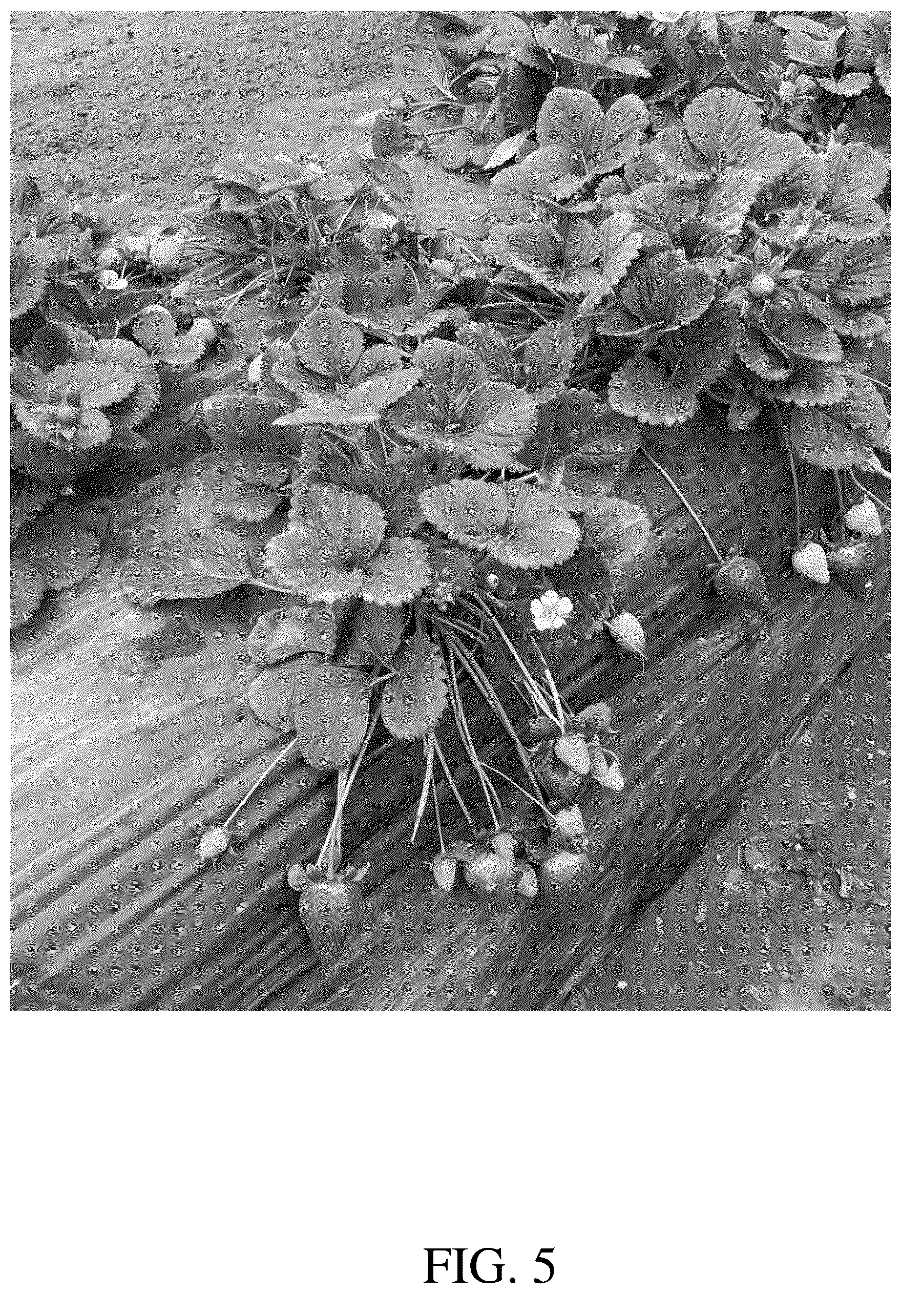 Patent USPP036665 Figure 5 – Strawberry plant named ‘DrisStrawOneHundredEight’