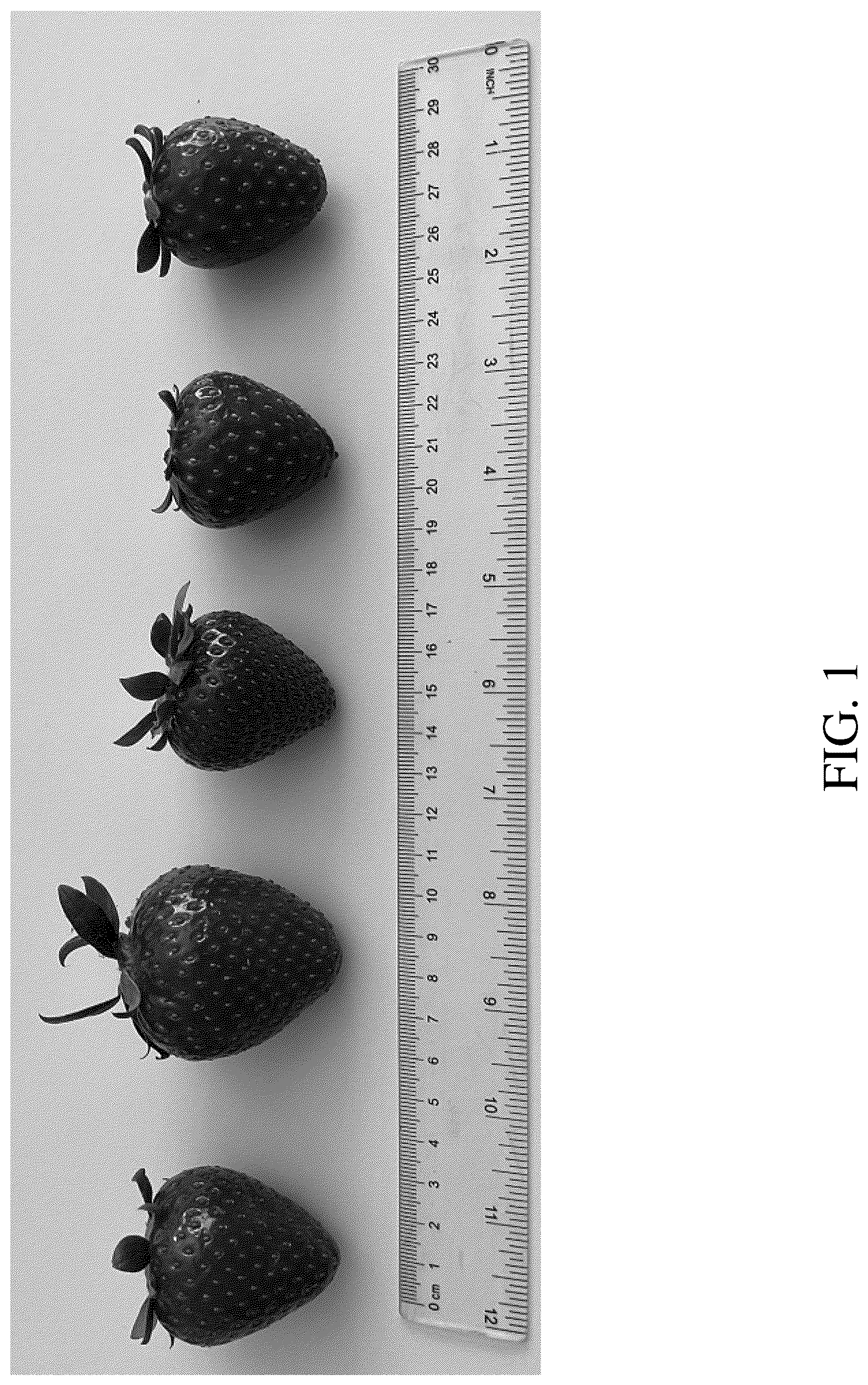 Patent USPP036666 Figure 1 – Strawberry plant named ‘DrisStrawOneHundredNine’