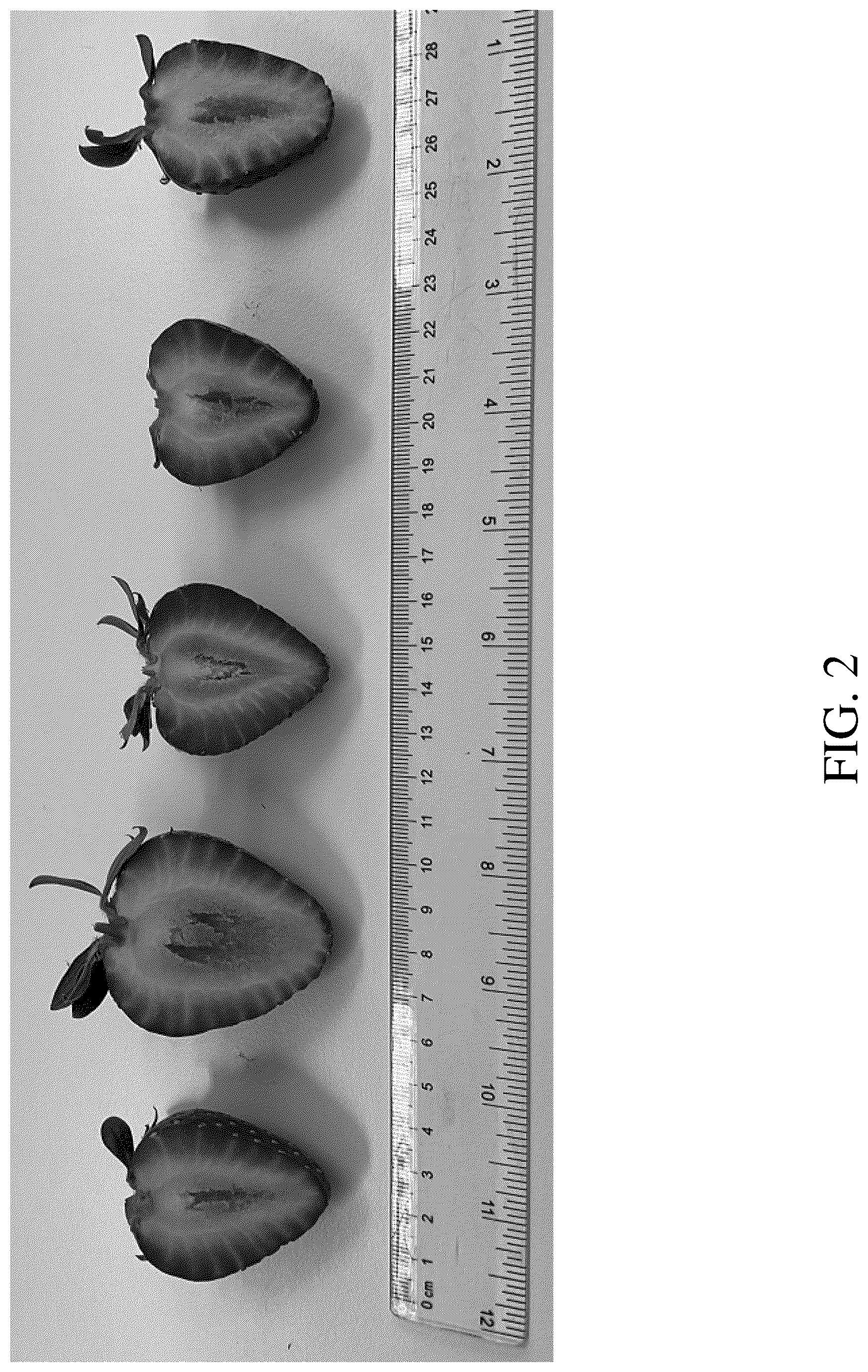 Patent USPP036666 Figure 2 – Strawberry plant named ‘DrisStrawOneHundredNine’