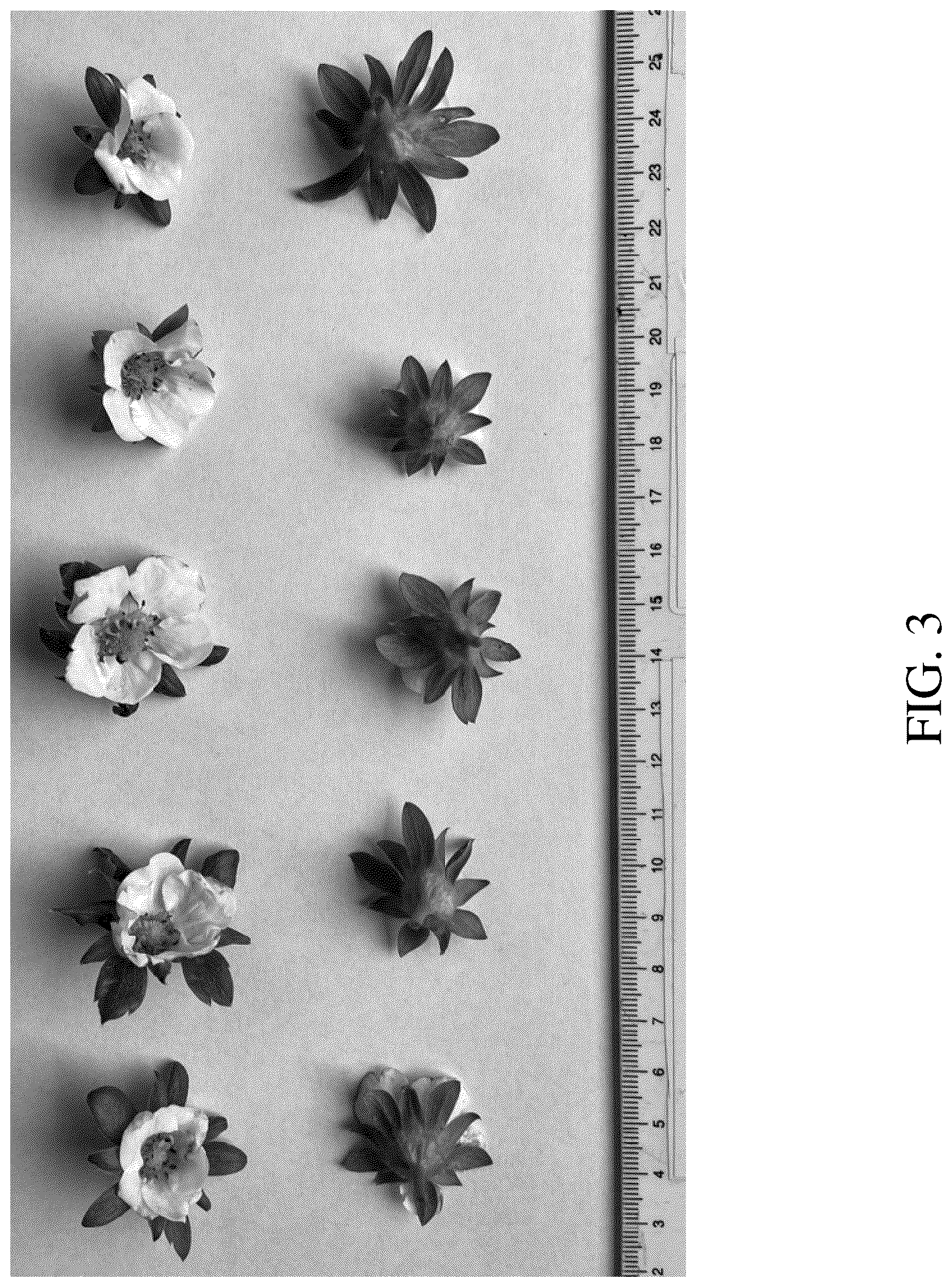 Patent USPP036666 Figure 3 – Strawberry plant named ‘DrisStrawOneHundredNine’