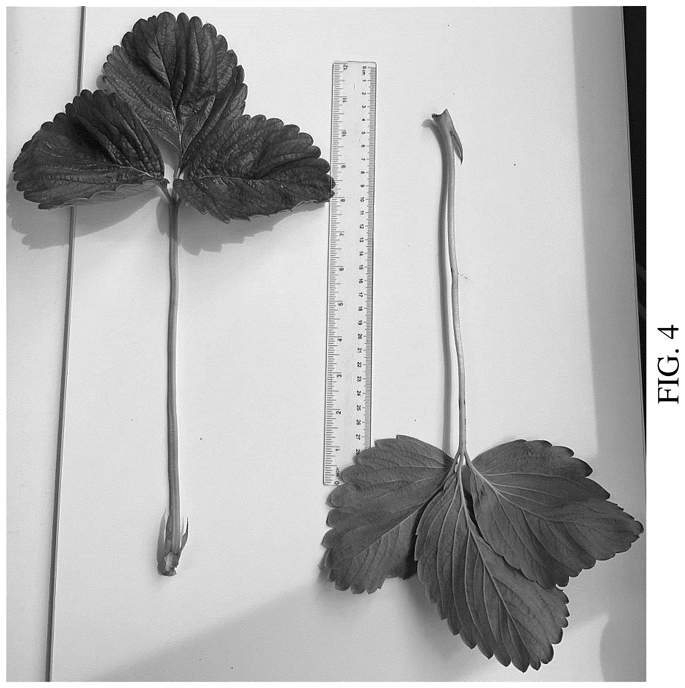 Patent USPP036666 Figure 4 – Strawberry plant named ‘DrisStrawOneHundredNine’