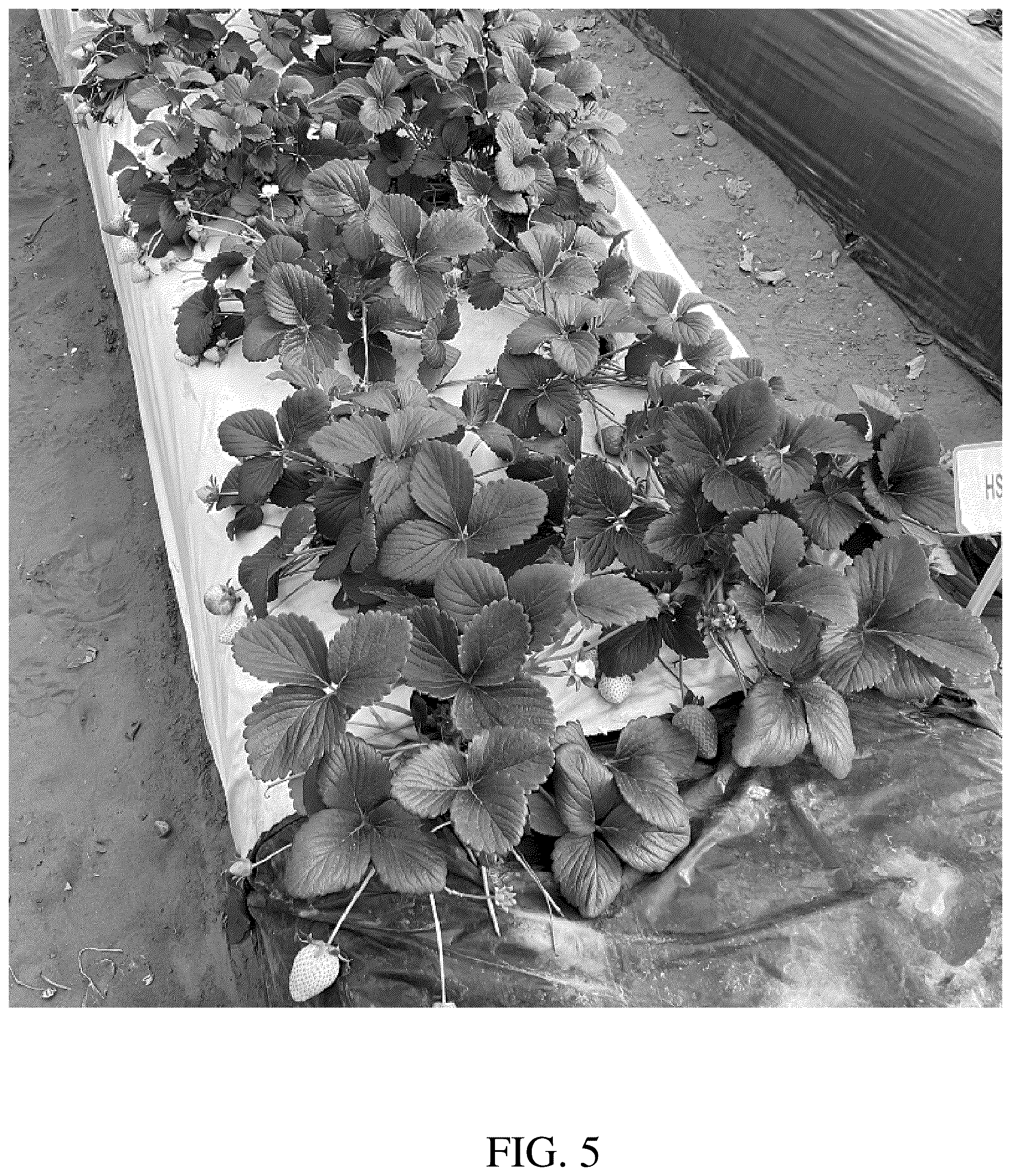Patent USPP036666 Figure 5 – Strawberry plant named ‘DrisStrawOneHundredNine’