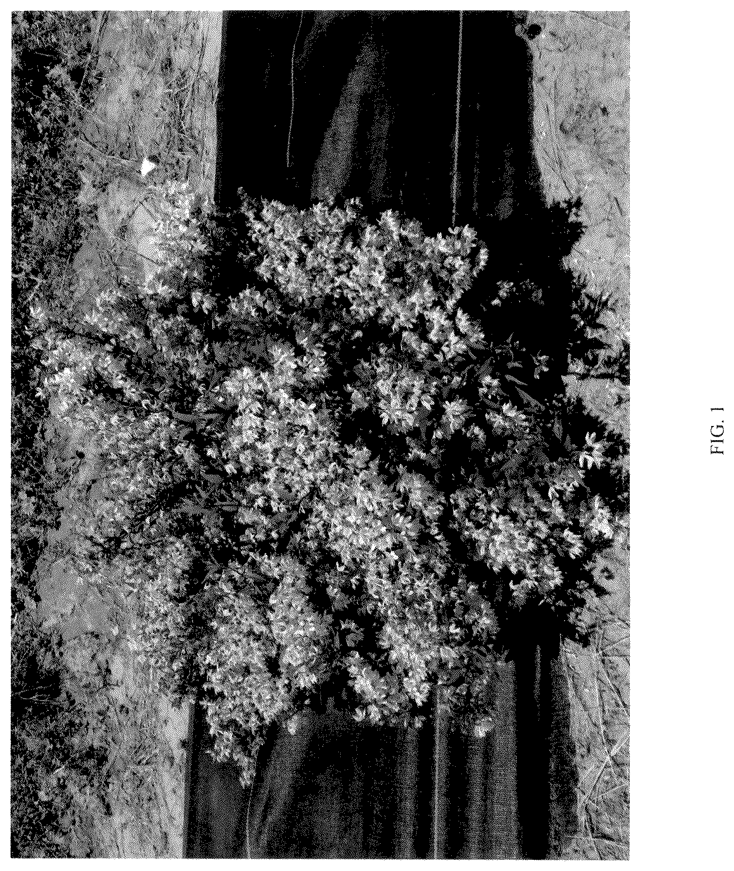 Patent USPP036667 Figure 1 – Deutzia plant named ‘NCDX3’