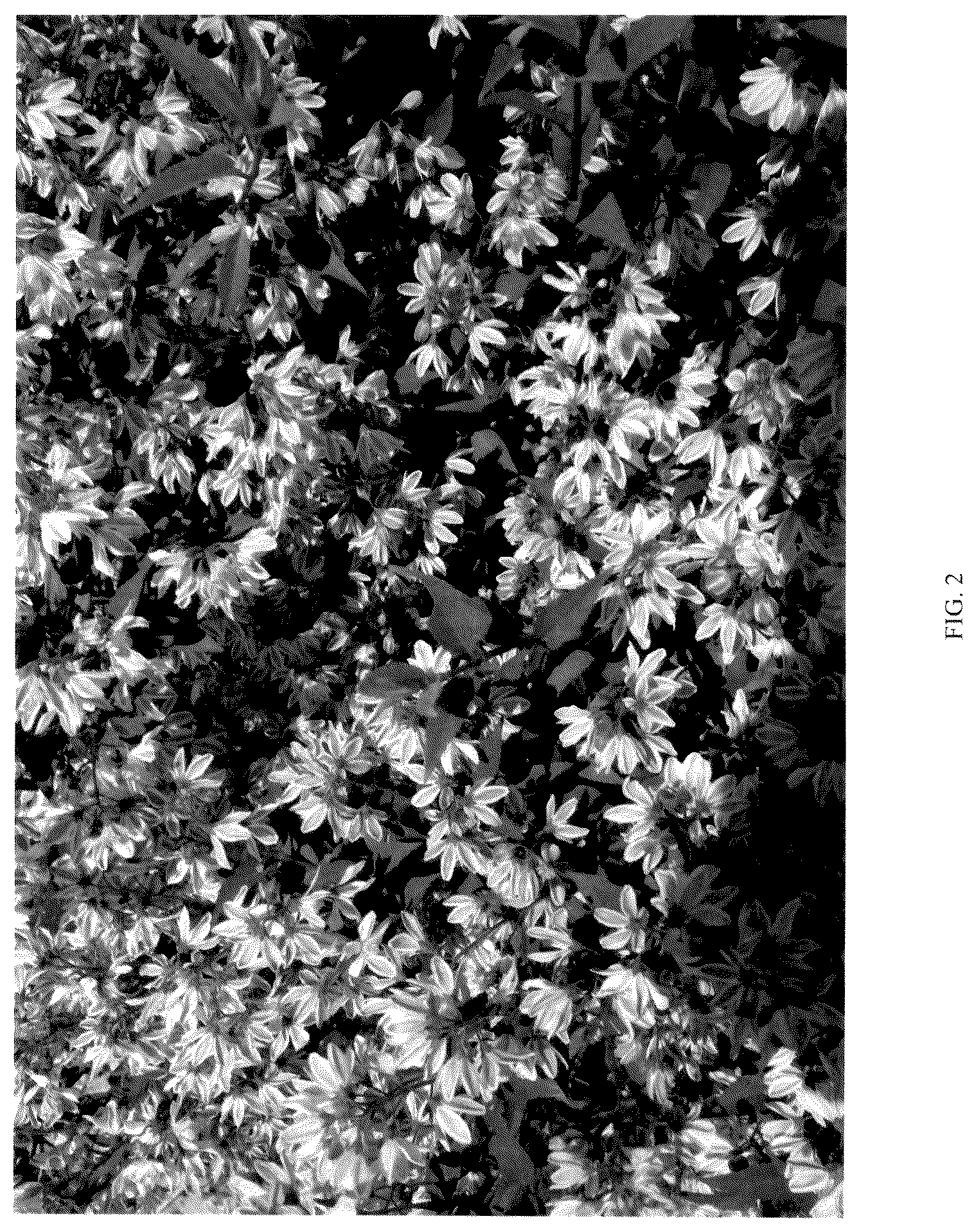 Patent USPP036667 Figure 2 – Deutzia plant named ‘NCDX3’