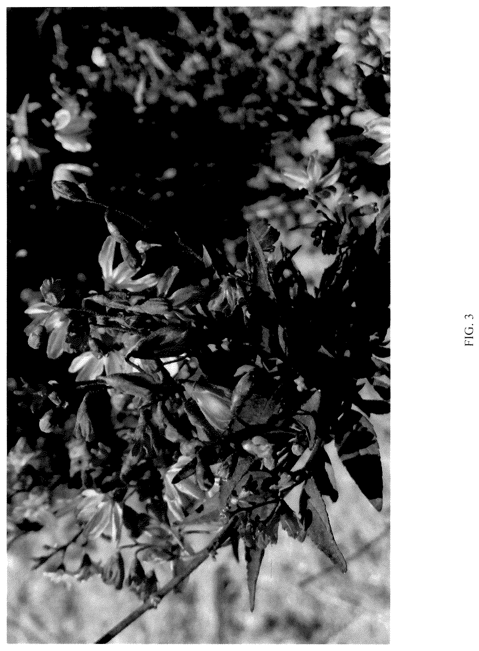 Patent USPP036667 Figure 3 – Deutzia plant named ‘NCDX3’