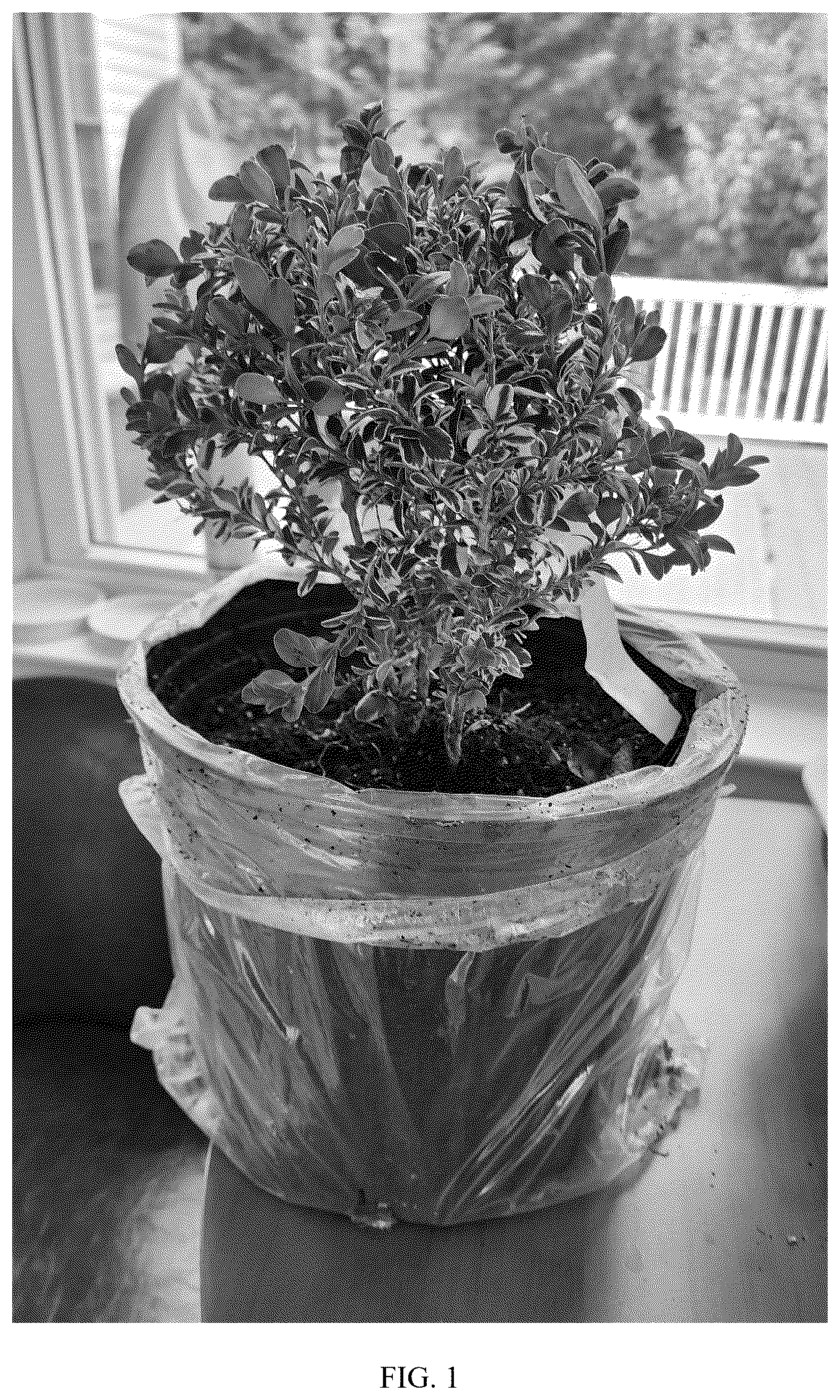Patent USPP036668 Figure 1 – Boxwood plant named ‘TM108’