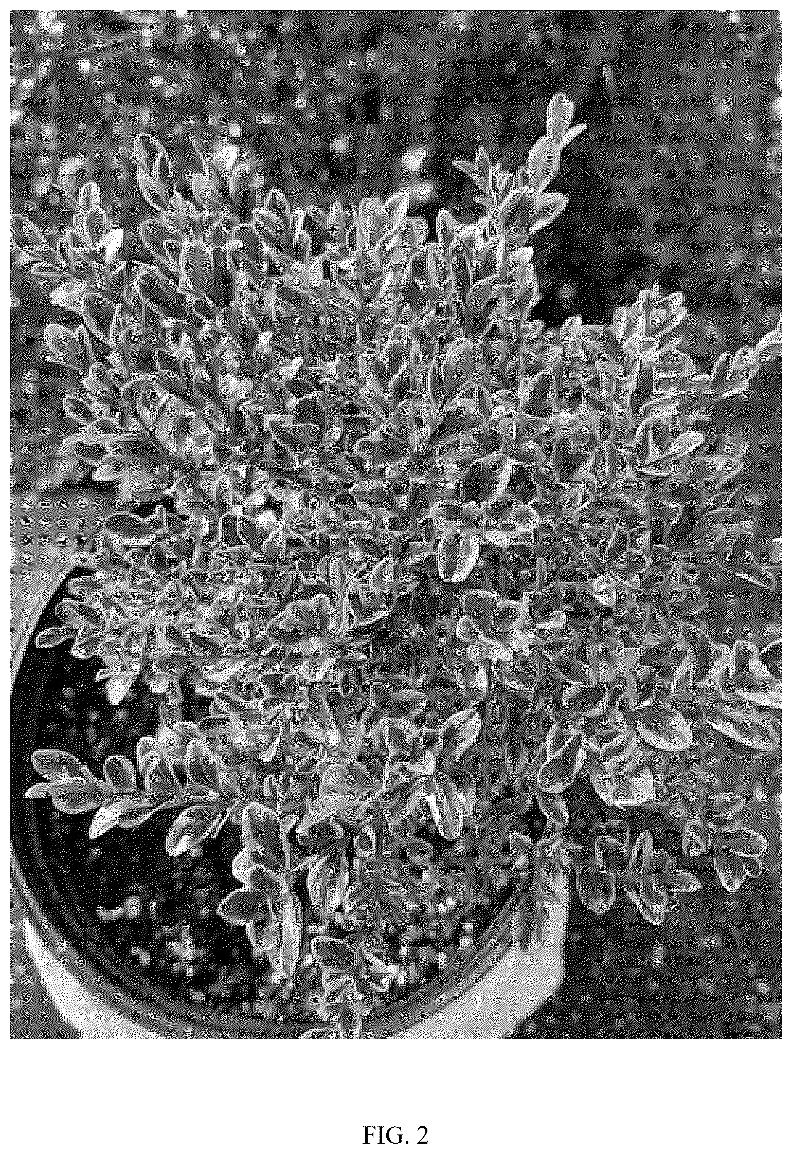 Patent USPP036668 Figure 2 – Boxwood plant named ‘TM108’