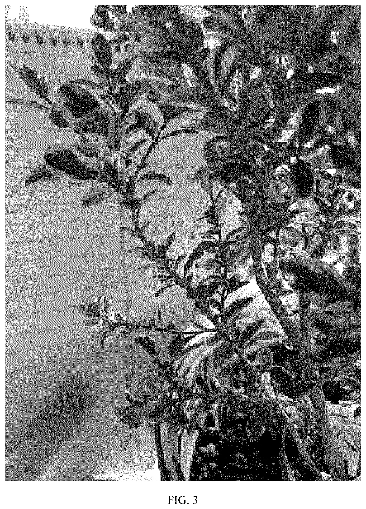 Patent USPP036668 Figure 3 – Boxwood plant named ‘TM108’