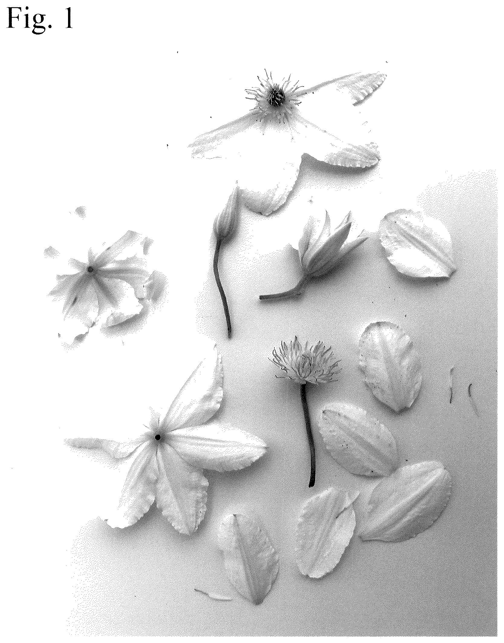 Patent USPP036669 — Clematis plant named ‘Evipo119’ — Figure 1