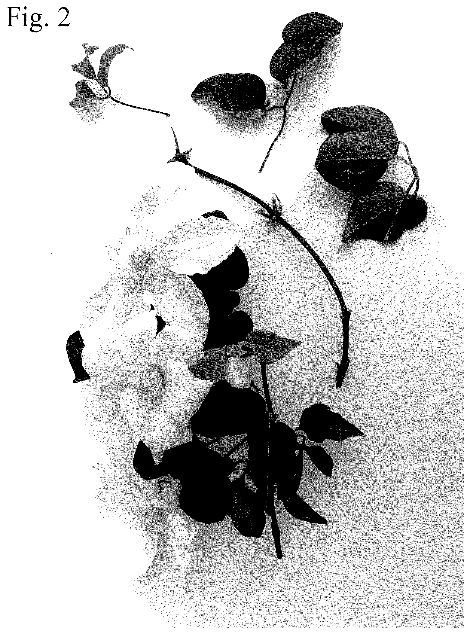 Patent USPP036669 Figure 2 – Clematis plant named ‘Evipo119’