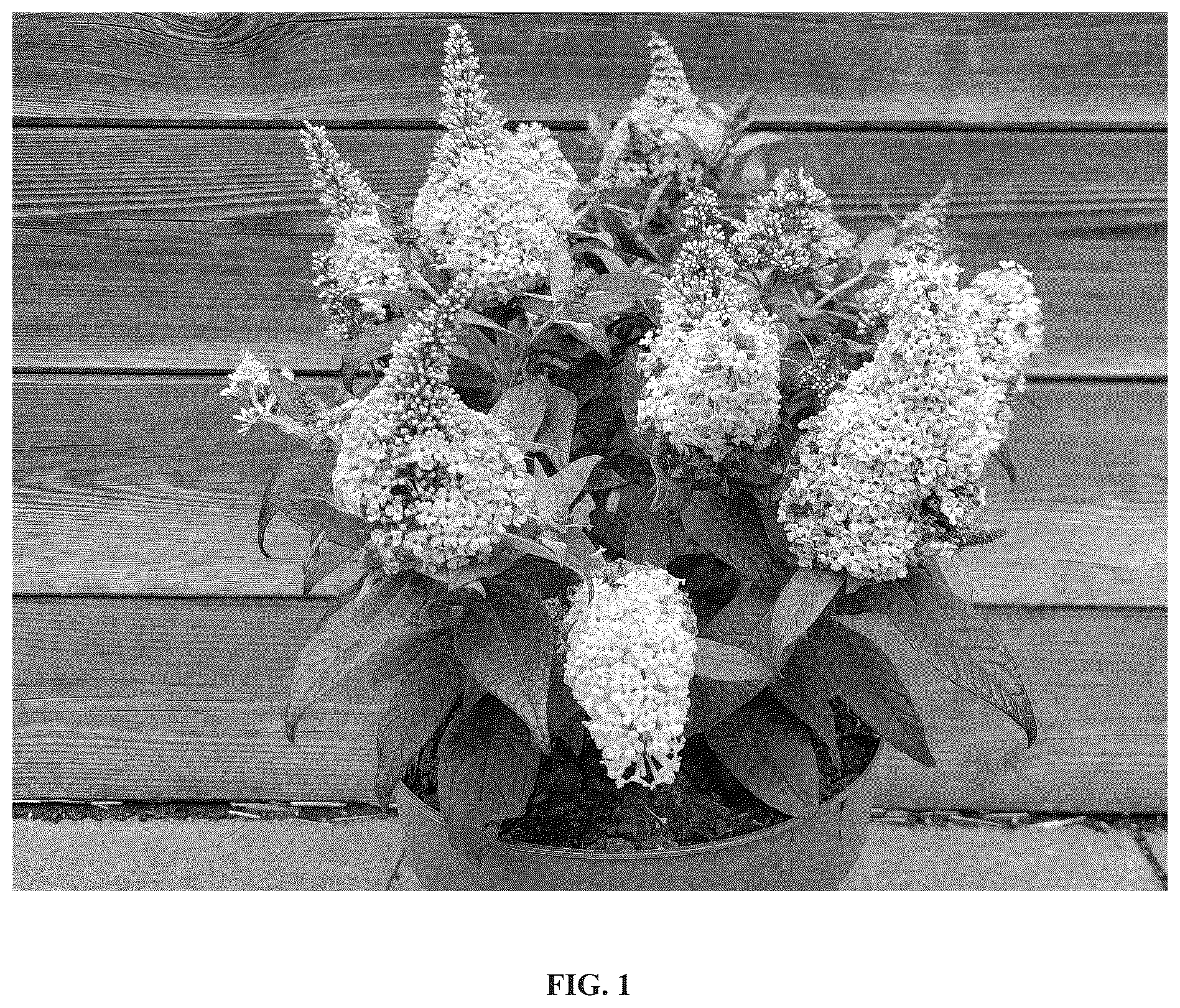 Patent USPP036670 Figure 1 – Buddleja plant named ‘Botex 011’