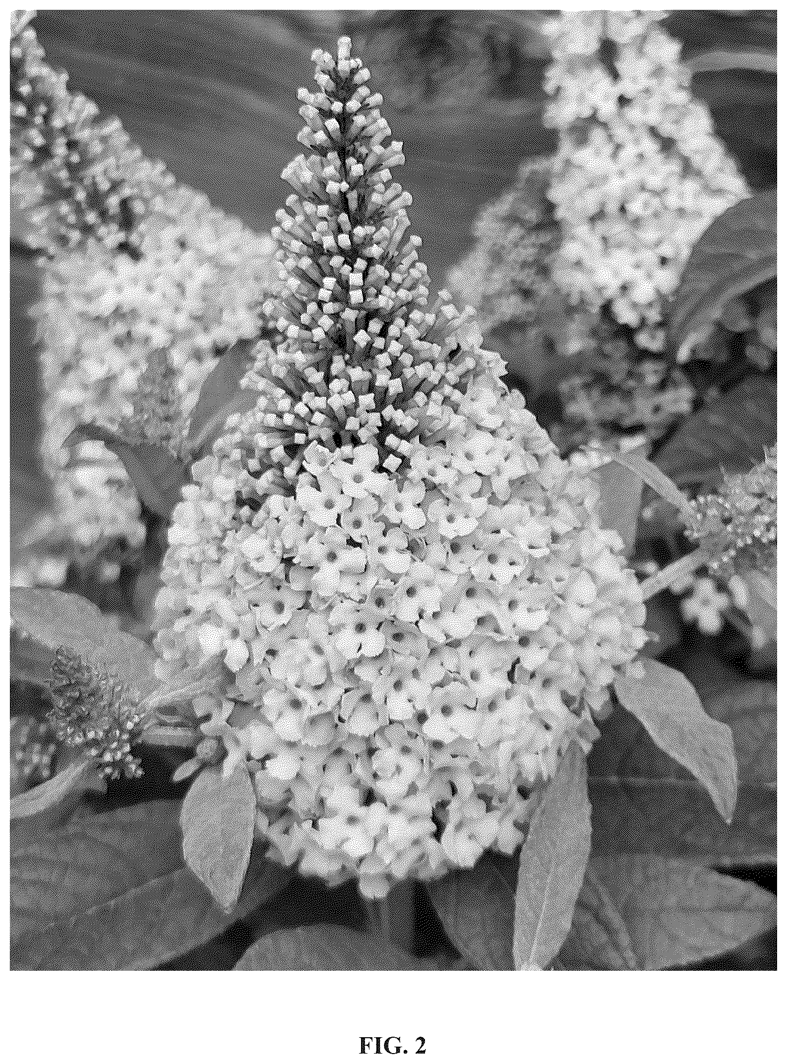 Patent USPP036670 Figure 2 – Buddleja plant named ‘Botex 011’