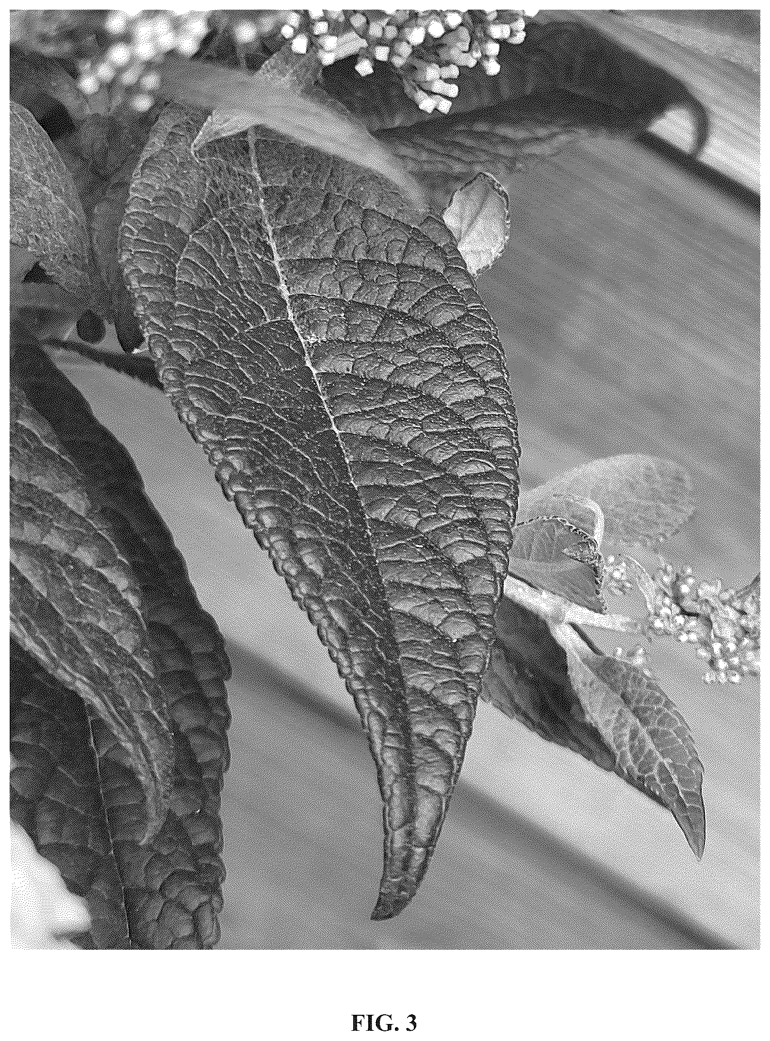 Patent USPP036670 Figure 3 – Buddleja plant named ‘Botex 011’