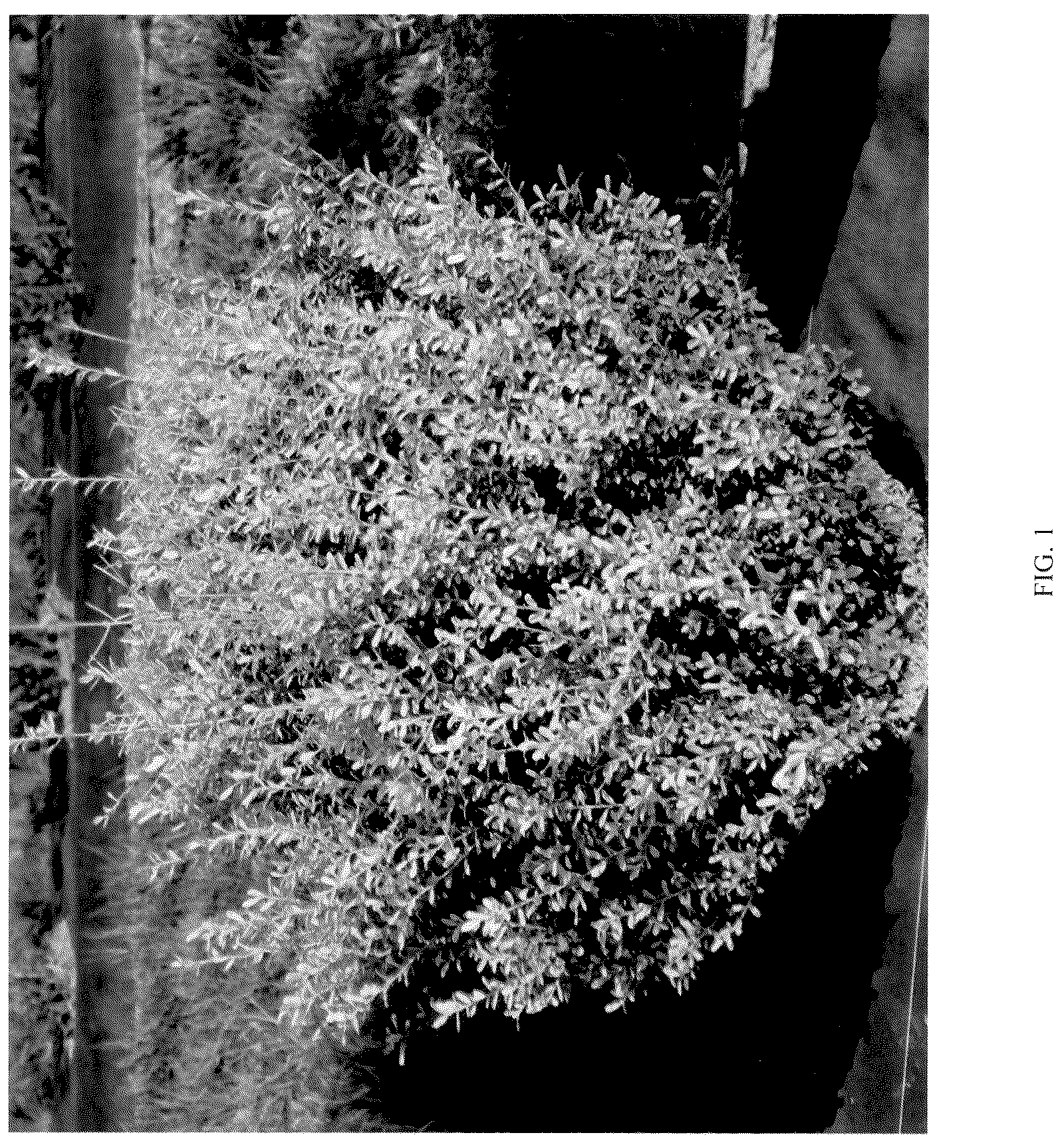 Patent USPP036671 Figure 1 – Ilex plant named ‘NCIC1’