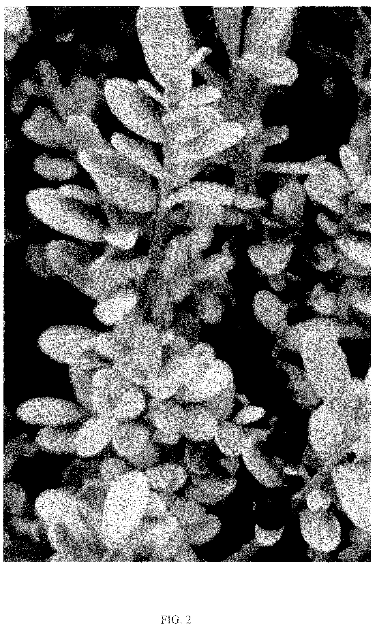 Patent USPP036671 Figure 2 – Ilex plant named ‘NCIC1’