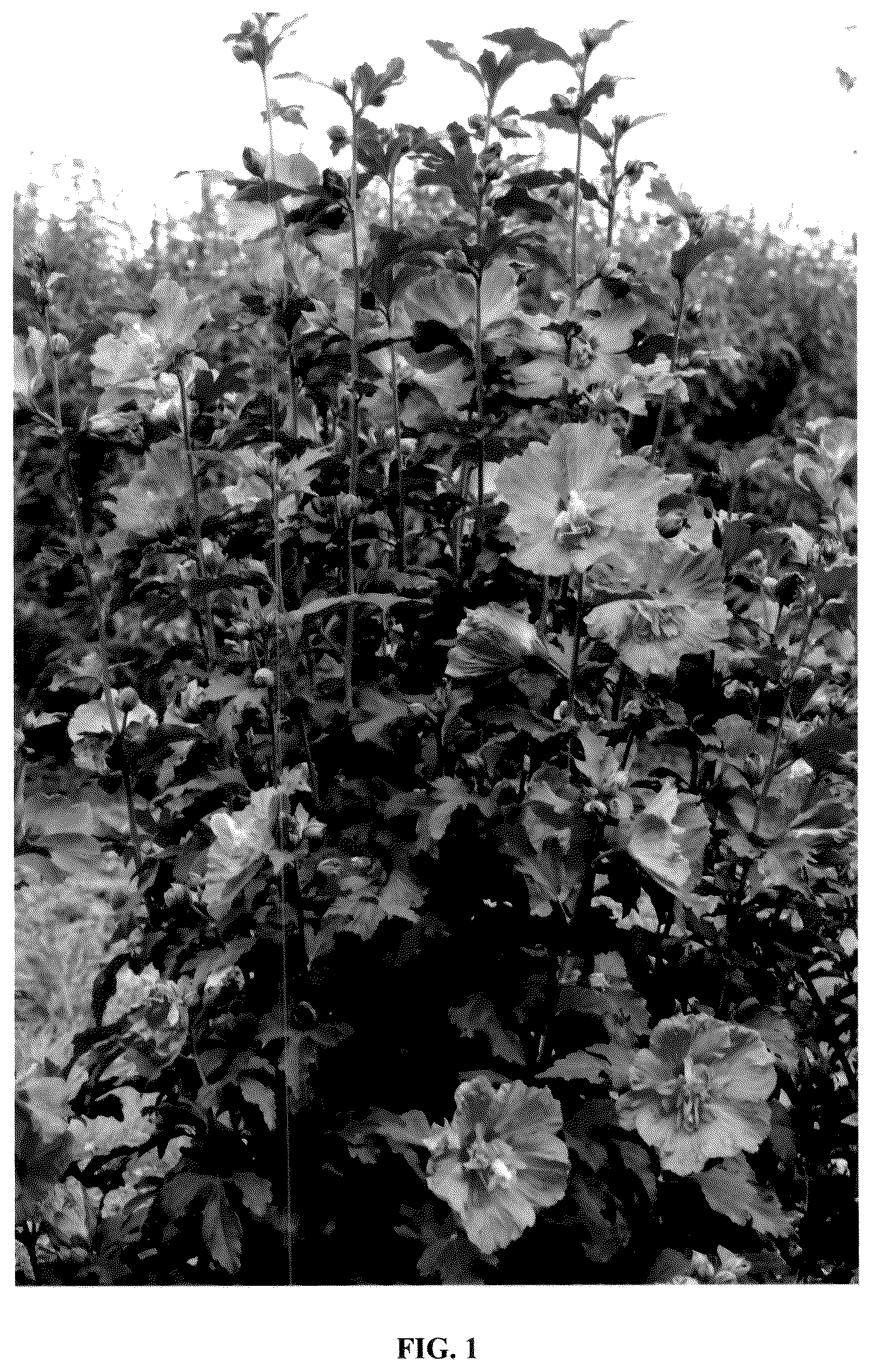 Patent USPP036672 Figure 1 – Hibiscus plant named ‘Minsygdrou02’