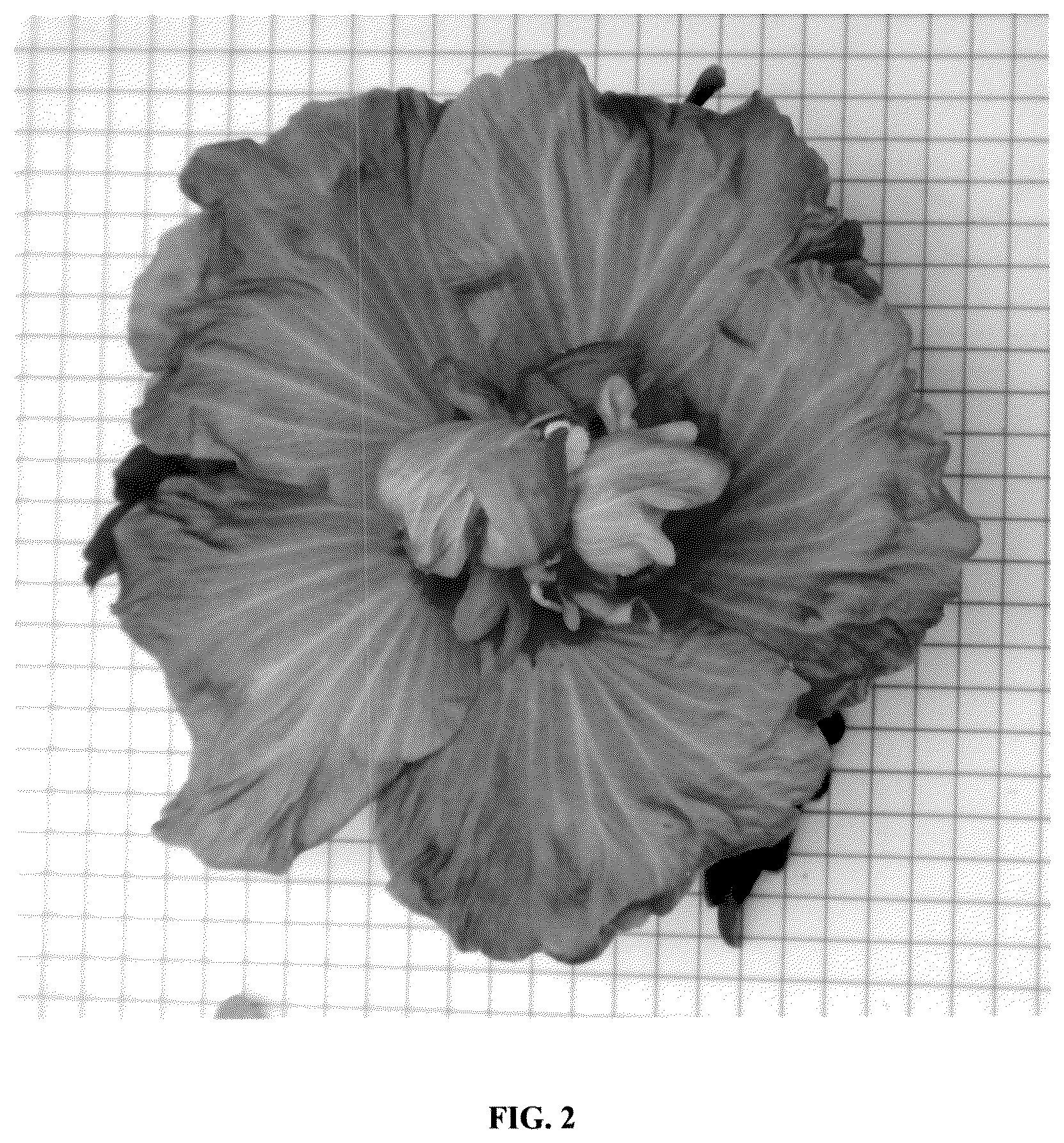 Patent USPP036672 Figure 2 – Hibiscus plant named ‘Minsygdrou02’