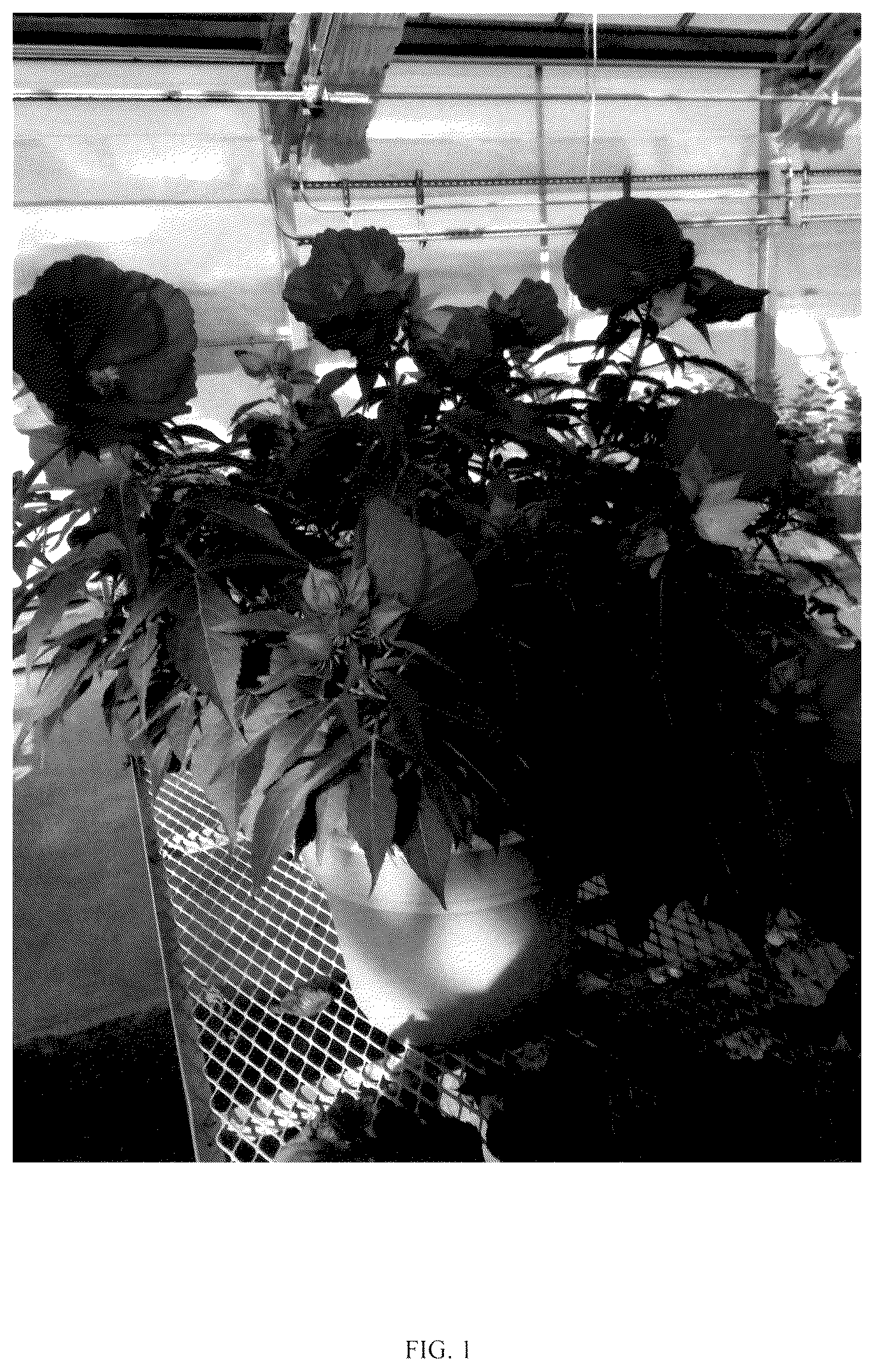 Patent USPP036673 Figure 1 – Hibiscus plant named ‘G21086’