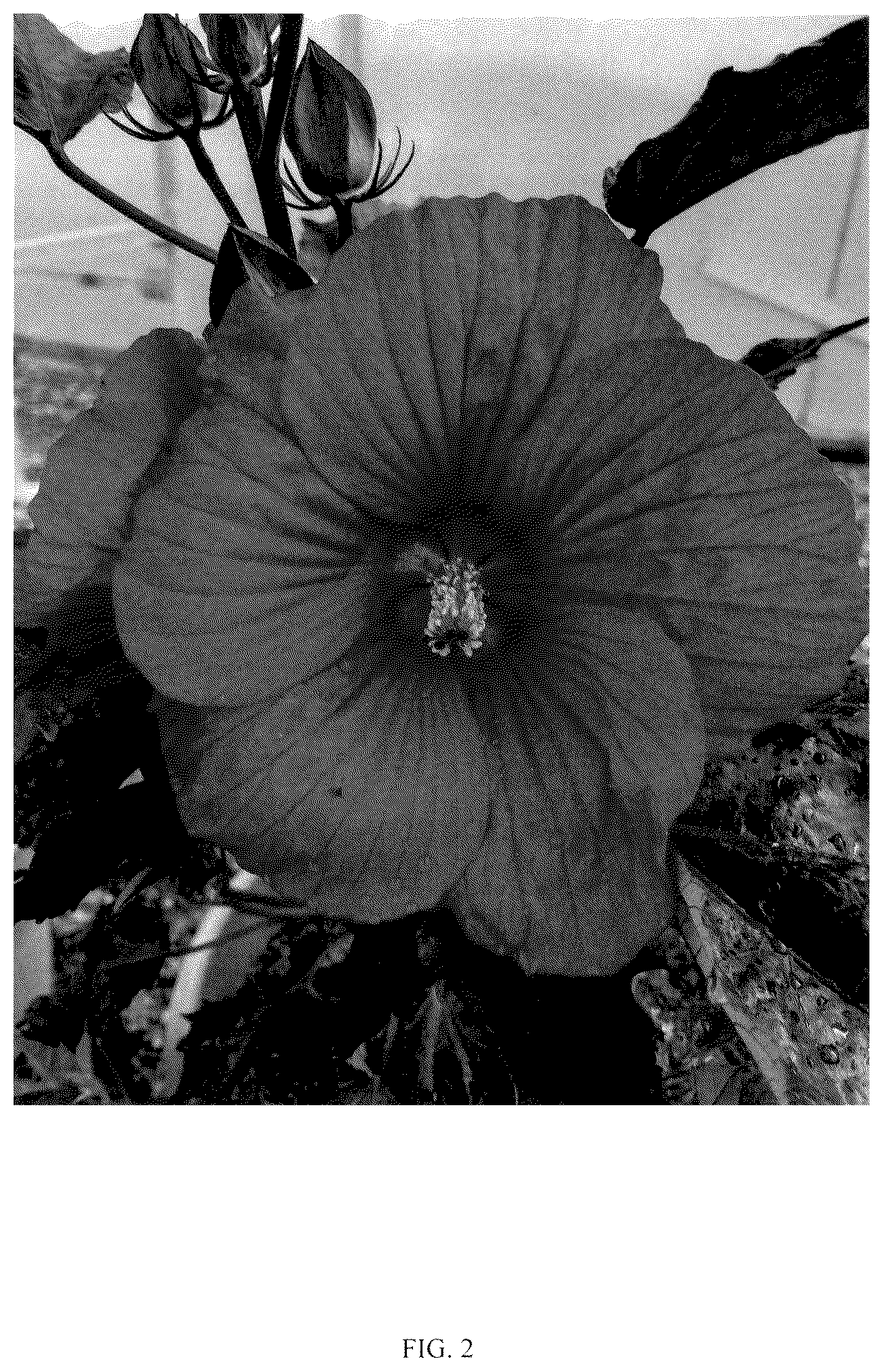 Patent USPP036673 Figure 2 – Hibiscus plant named ‘G21086’
