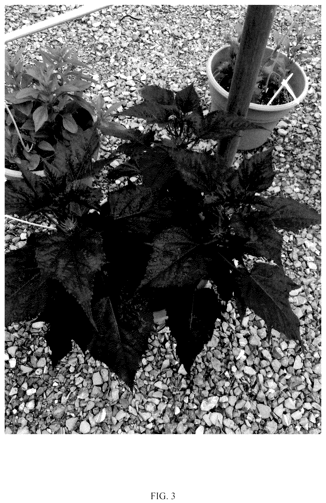 Patent USPP036673 Figure 3 – Hibiscus plant named ‘G21086’