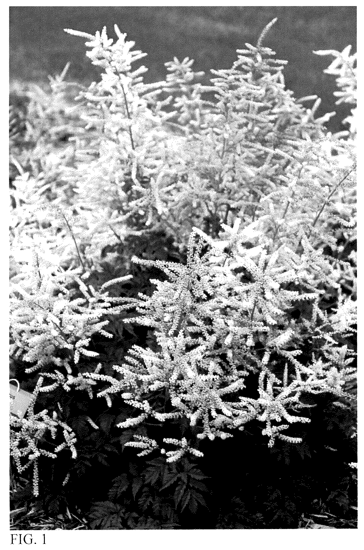 Patent USPP036674 Figure 1 – Aruncus plant named ‘Goatee’