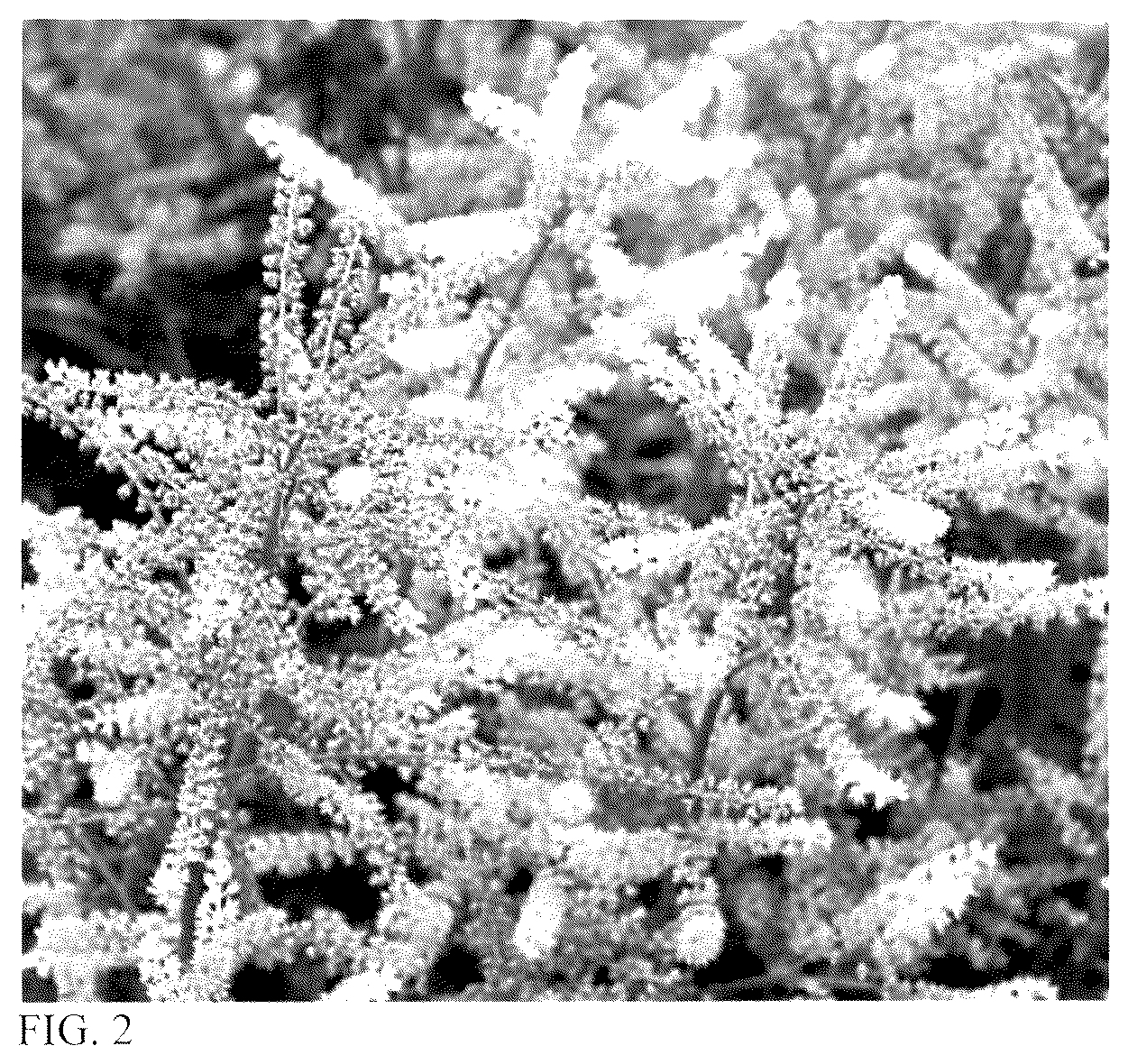 Patent USPP036674 Figure 2 – Aruncus plant named ‘Goatee’