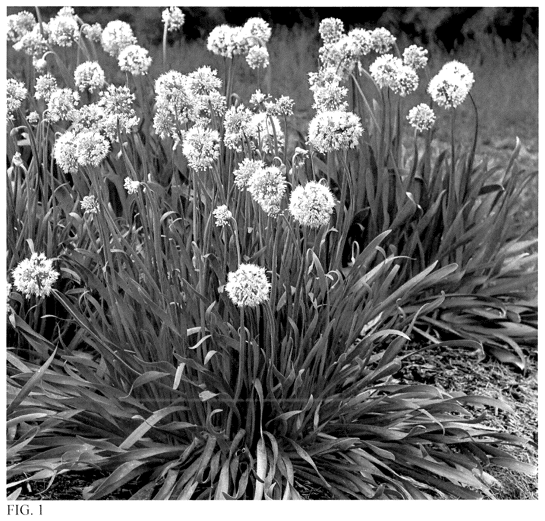 Patent USPP036675 Figure 1 – Allium plant named ‘Bobblehead’