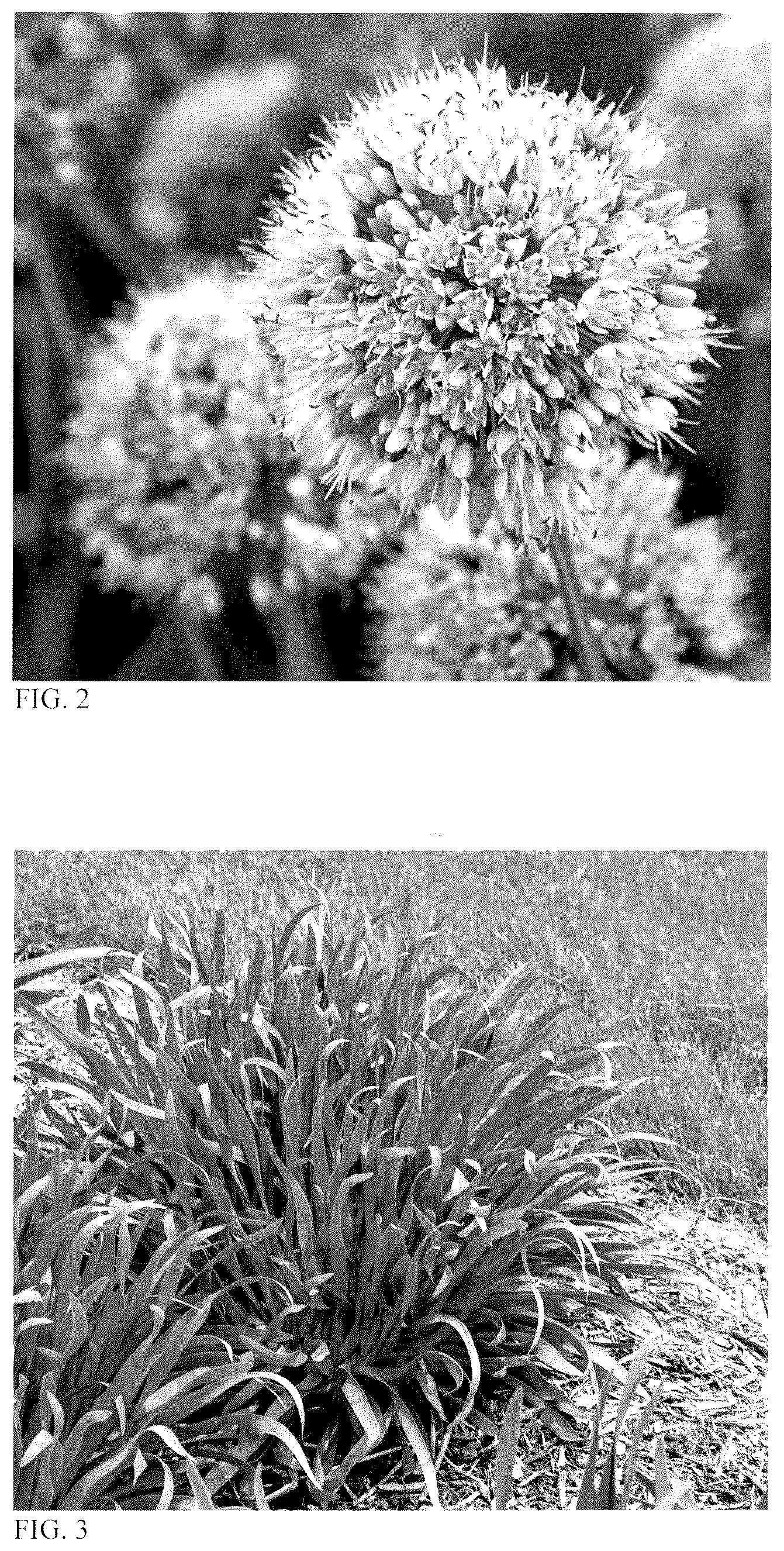 Patent USPP036675 Figure 2 – Allium plant named ‘Bobblehead’