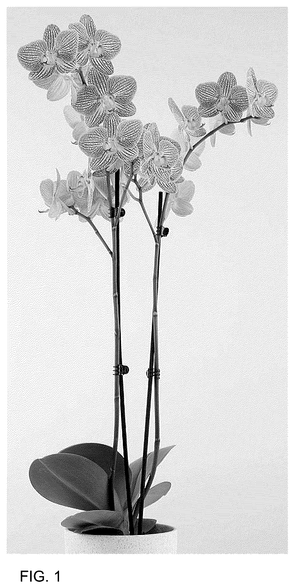 Patent USPP036676 Figure 1 – Phalaenopsis plant named ‘MI02651’