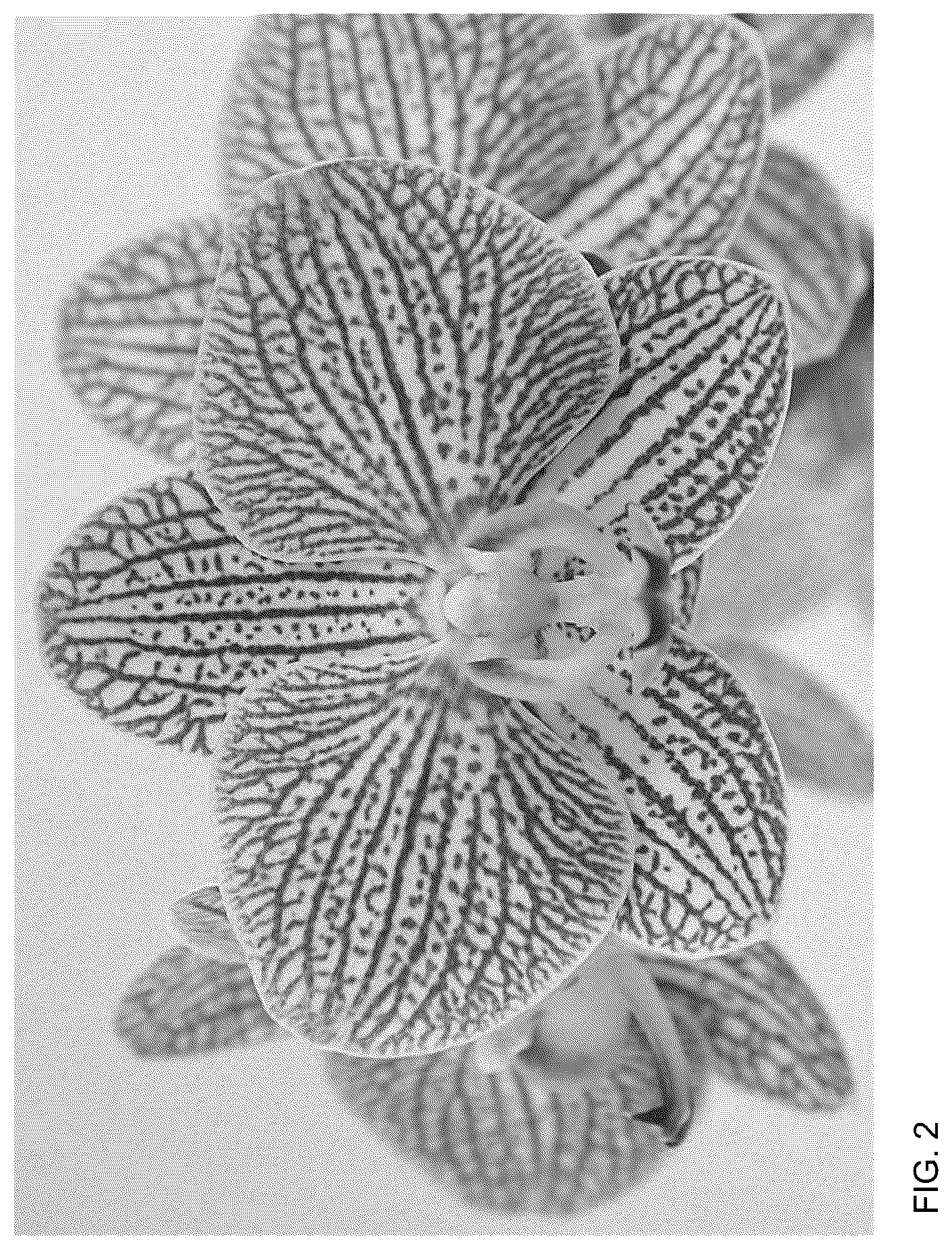 Patent USPP036676 Figure 2 – Phalaenopsis plant named ‘MI02651’