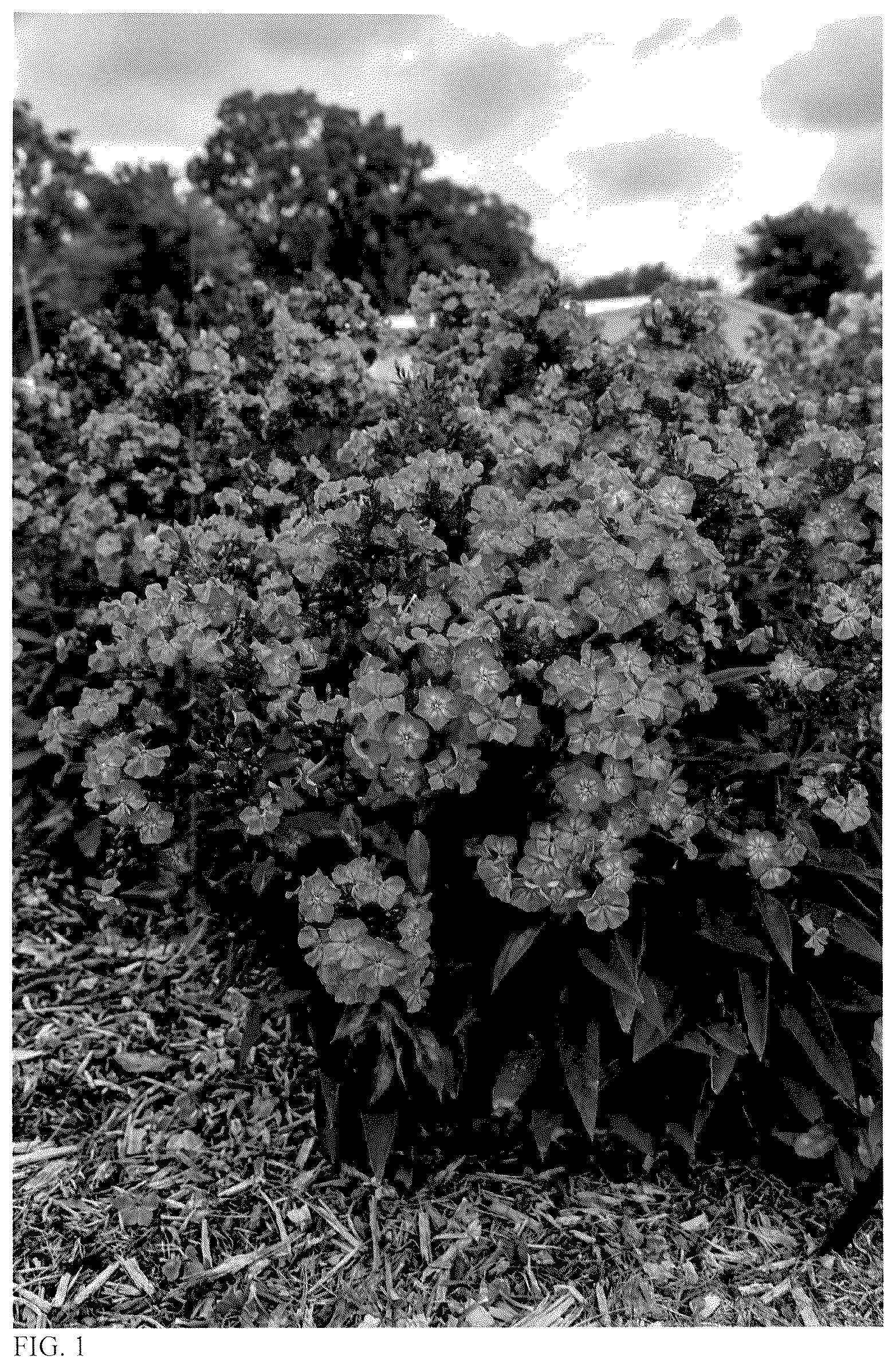 Patent USPP036677 Figure 1 – Phlox plant named ‘Pink Lightning’