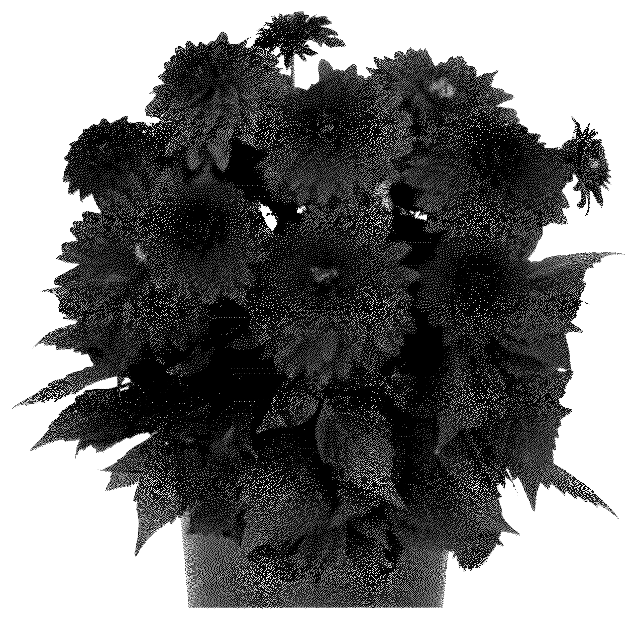 Patent USPP036678 — Dahlia plant named ‘DODAHYPNOPREVE’ — Figure 1