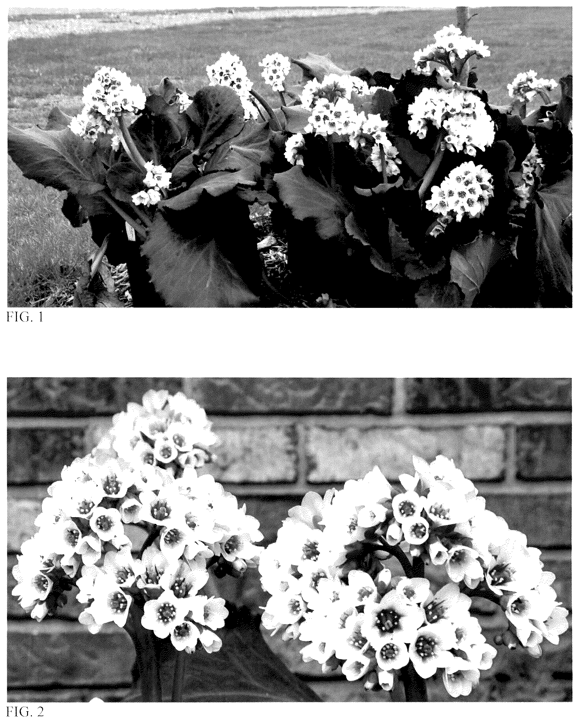 Patent USPP036679 Figure 1 – Bergenia plant named ‘Happily Ever After’