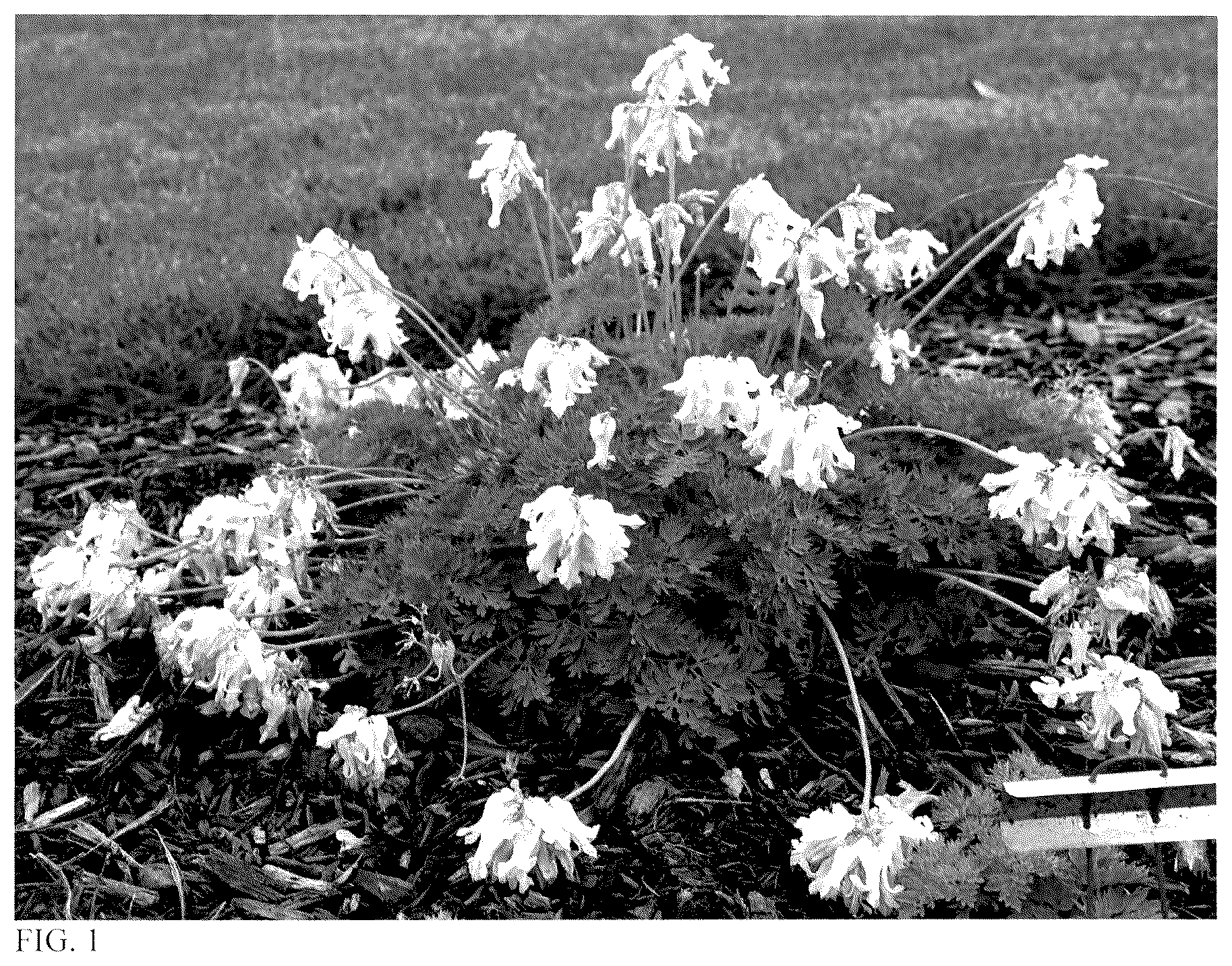 Patent USPP036680 Figure 1 – Dicentra plant named ‘White Diamonds’