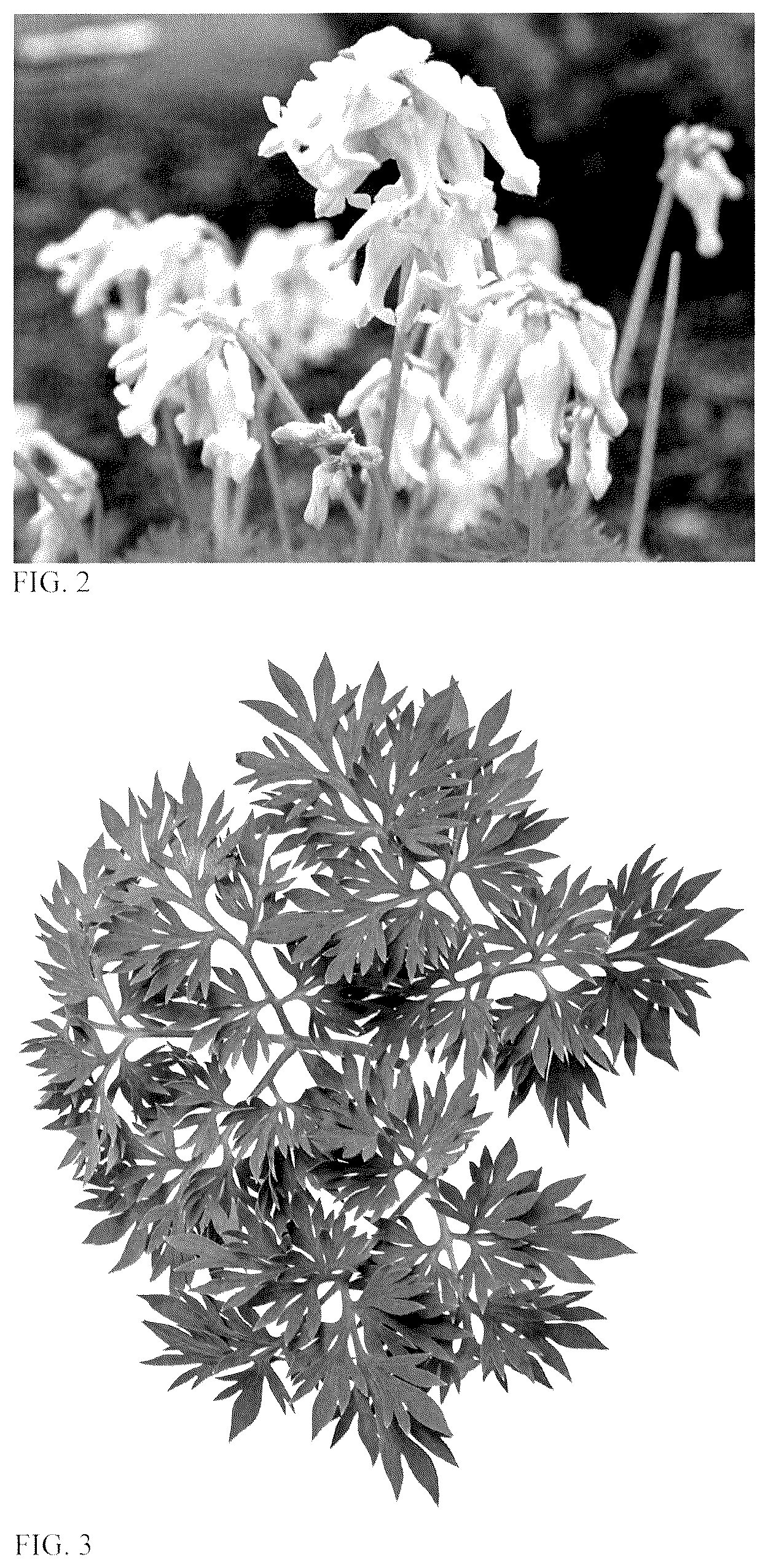 Patent USPP036680 Figure 2 – Dicentra plant named ‘White Diamonds’