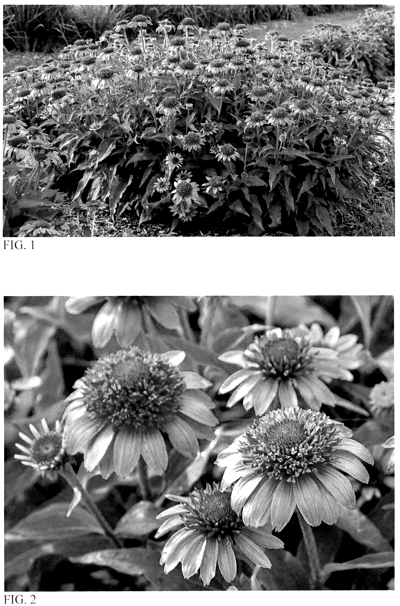 Patent USPP036681 Figure 1 – Echinacea plant named ‘Everything's Rosy’