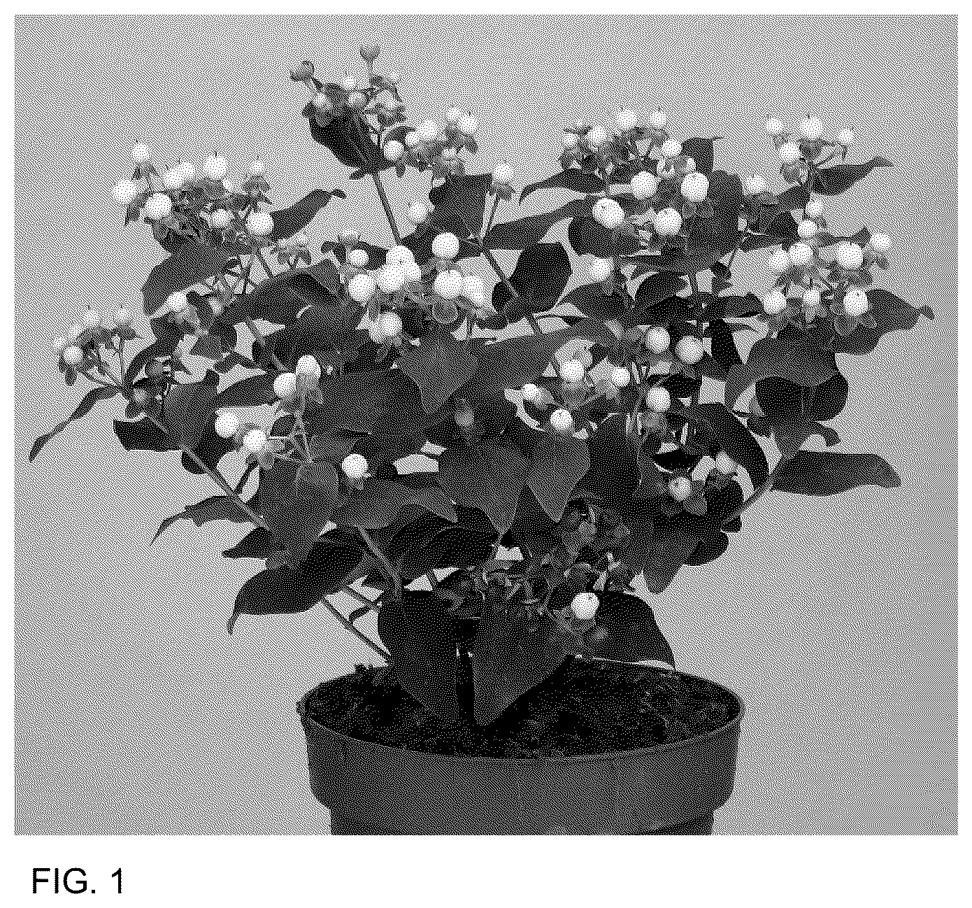 Patent USPP036682 Figure 1 – Hypericum plant named ‘ALLHYBELL’