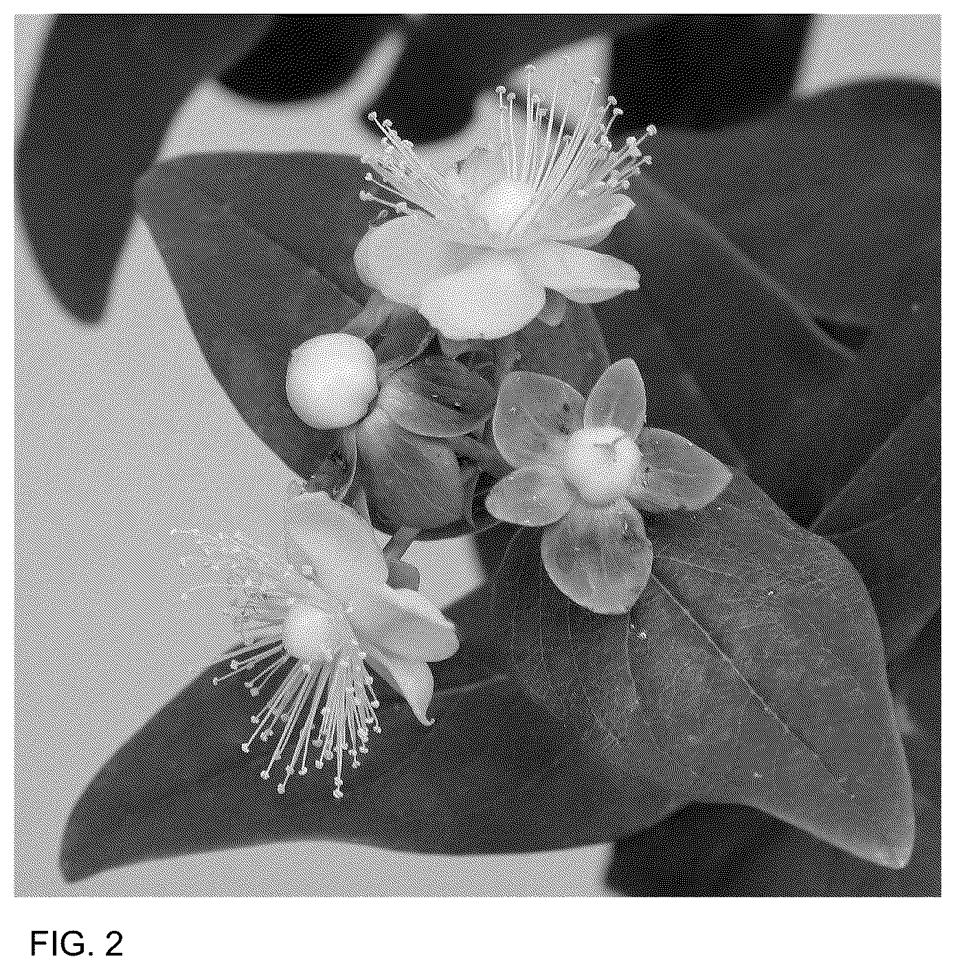Patent USPP036682 Figure 2 – Hypericum plant named ‘ALLHYBELL’