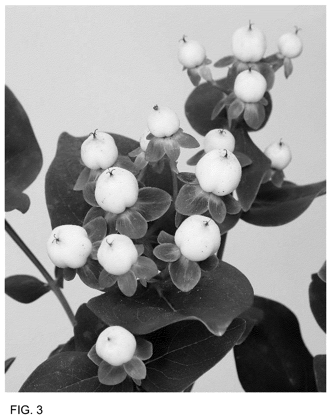 Patent USPP036682 Figure 3 – Hypericum plant named ‘ALLHYBELL’